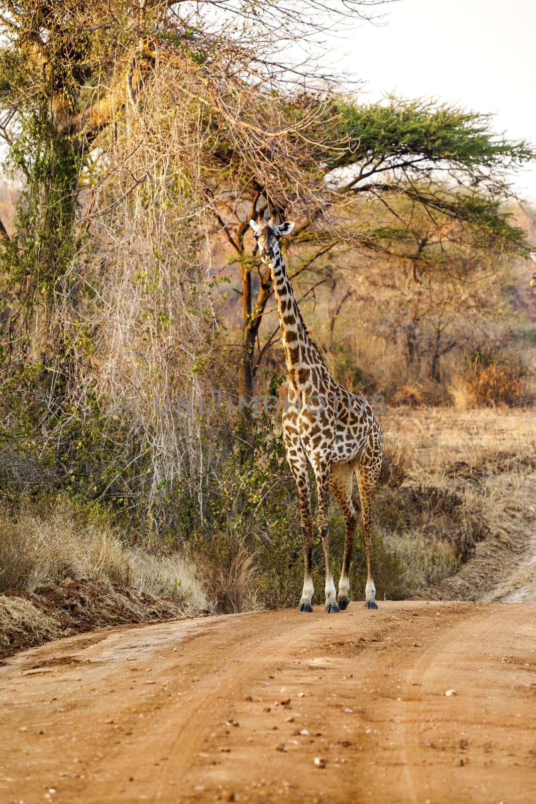 Giraffe standing by the side of the road in Africa