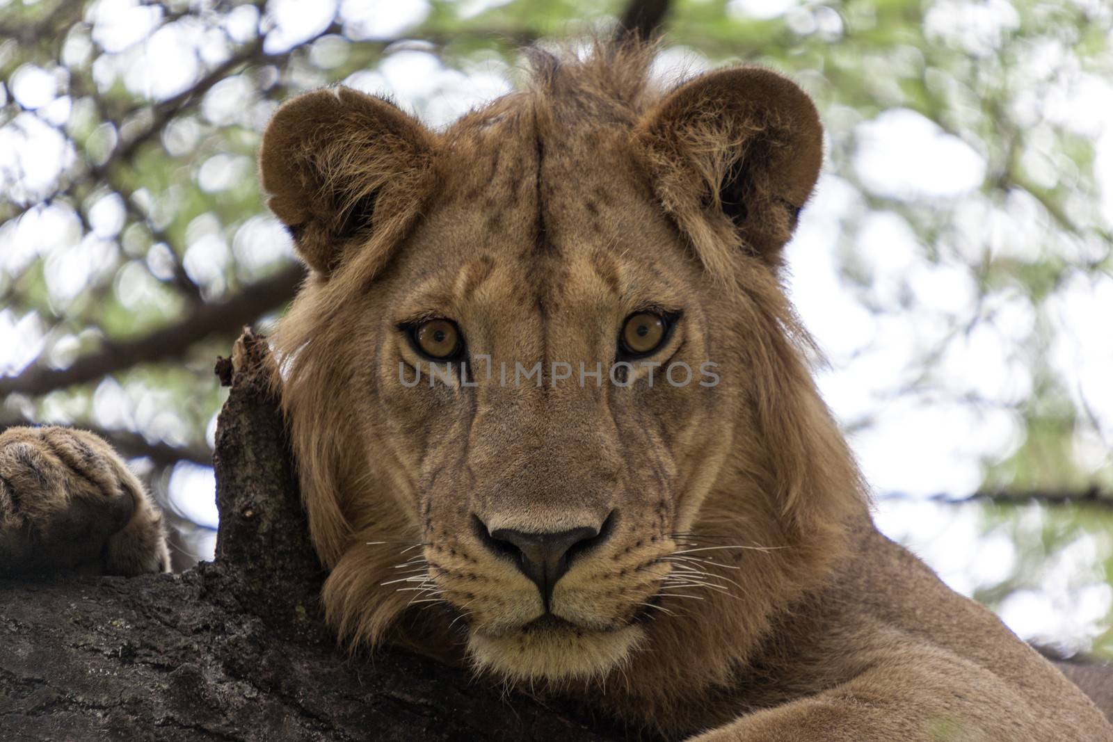 Lion resting on a branch in a tree watching the surroundings.