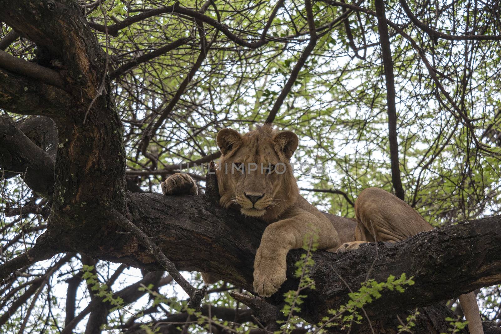 Lion resting on a branch in a tree watching the surroundings.