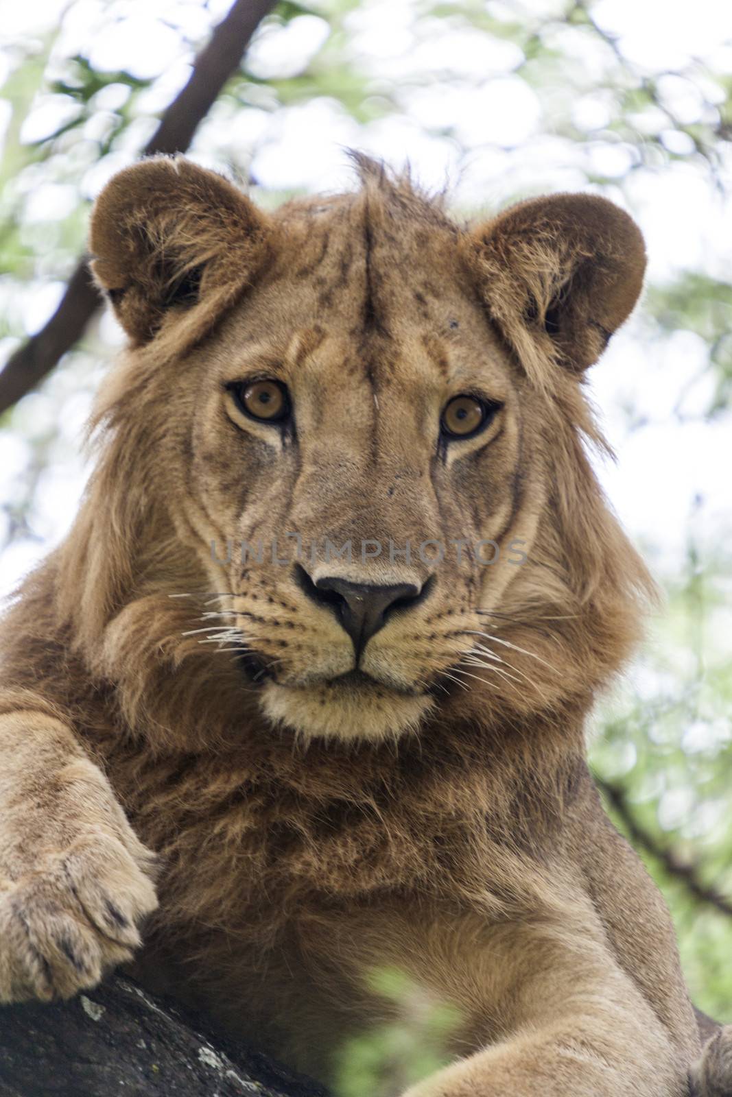 Lion resting on a branch in a tree watching the surroundings.