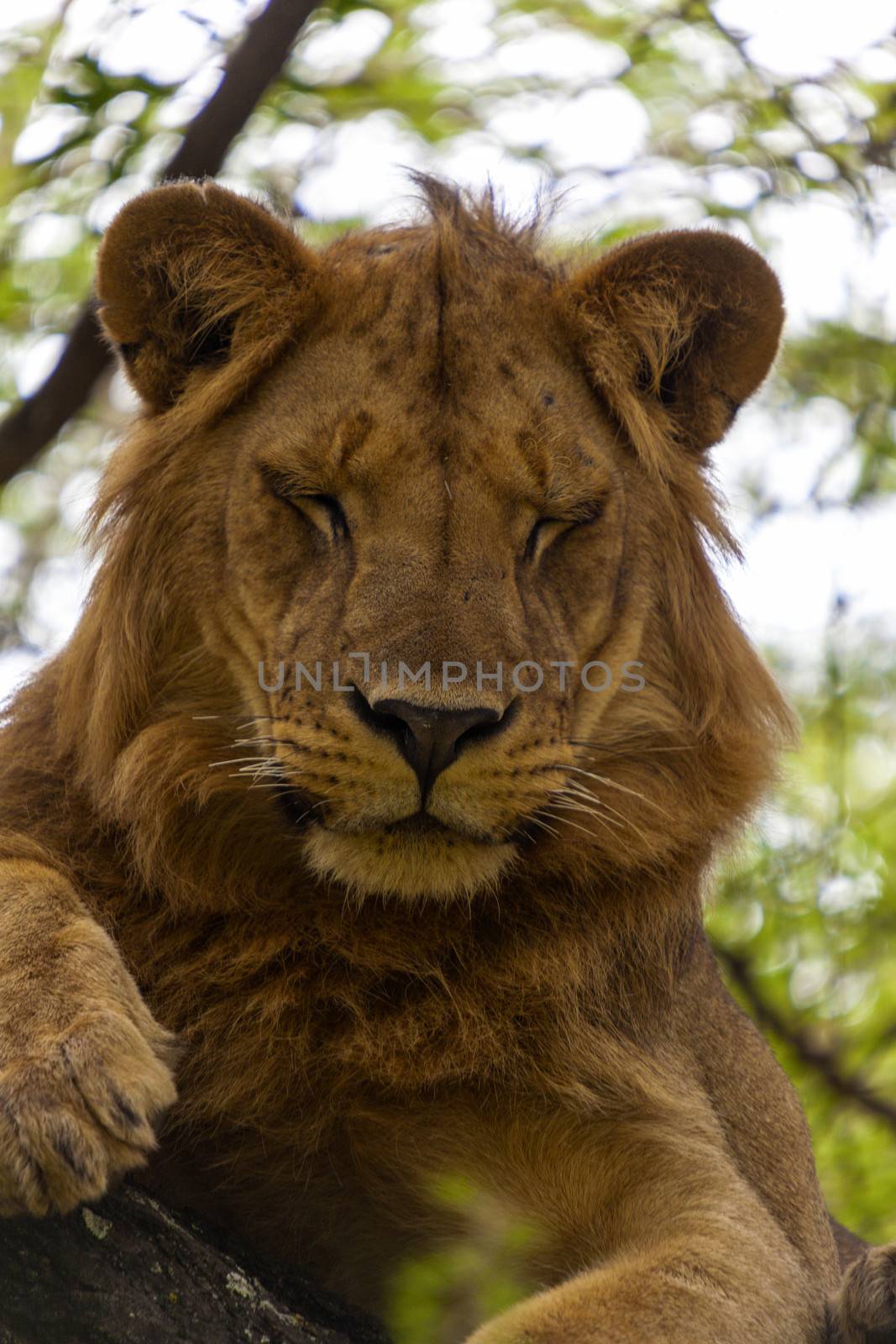 Lion on Tree by Imagecom