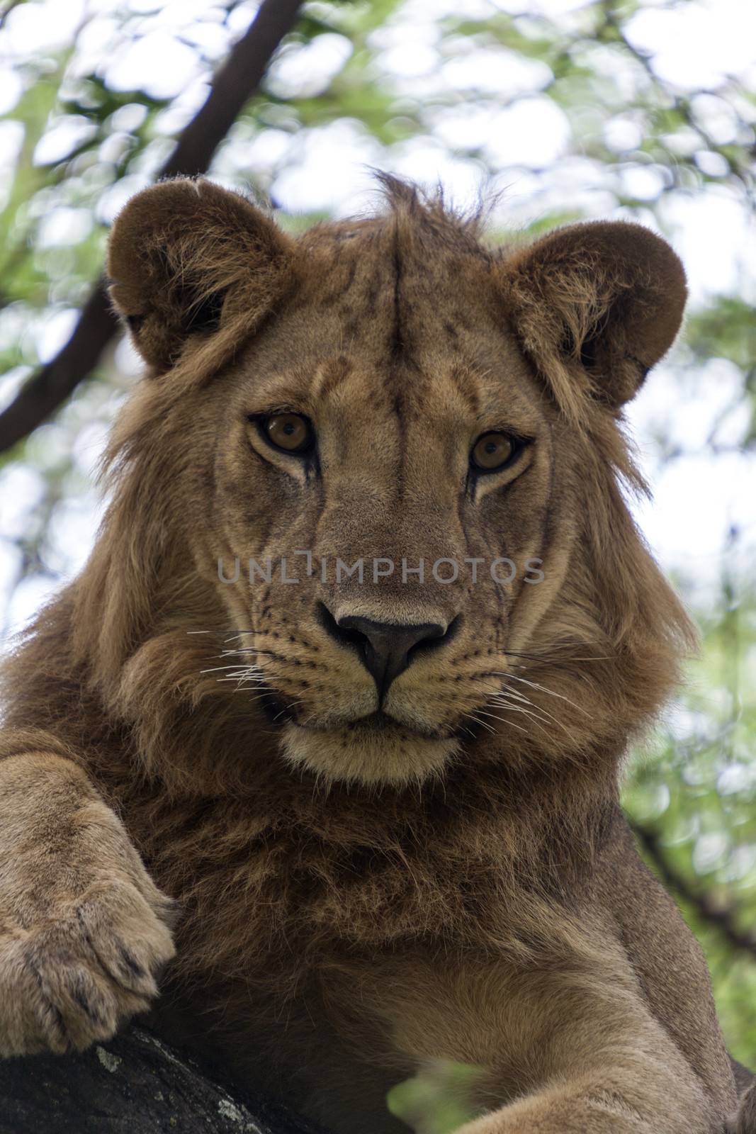 Lion resting on a branch in a tree watching the surroundings.
