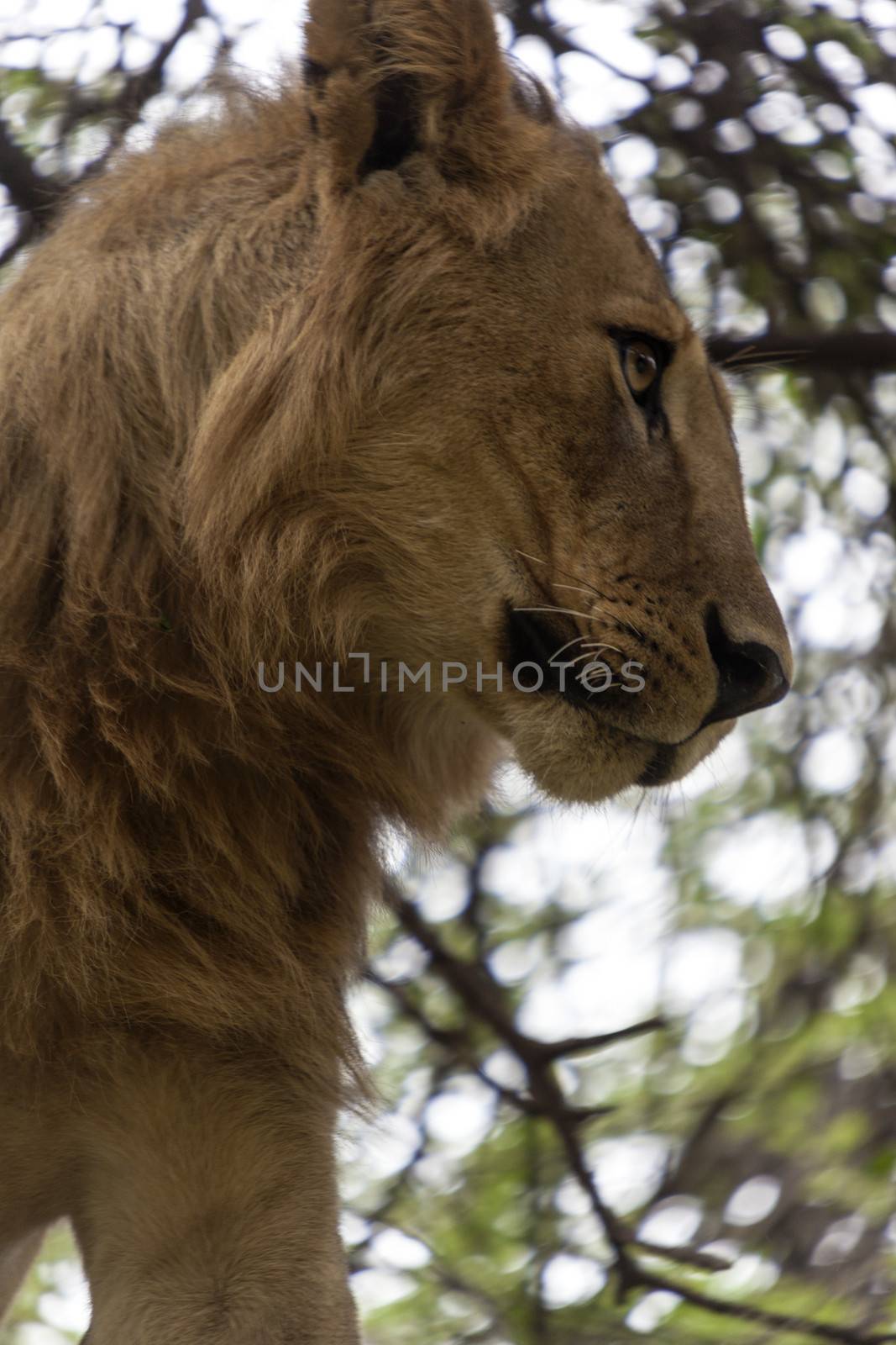 Lion resting on a branch in a tree watching the surroundings.