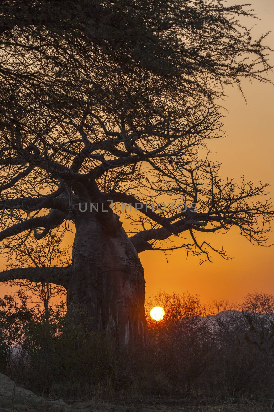 Typical African sunset with acacia and baobab  trees