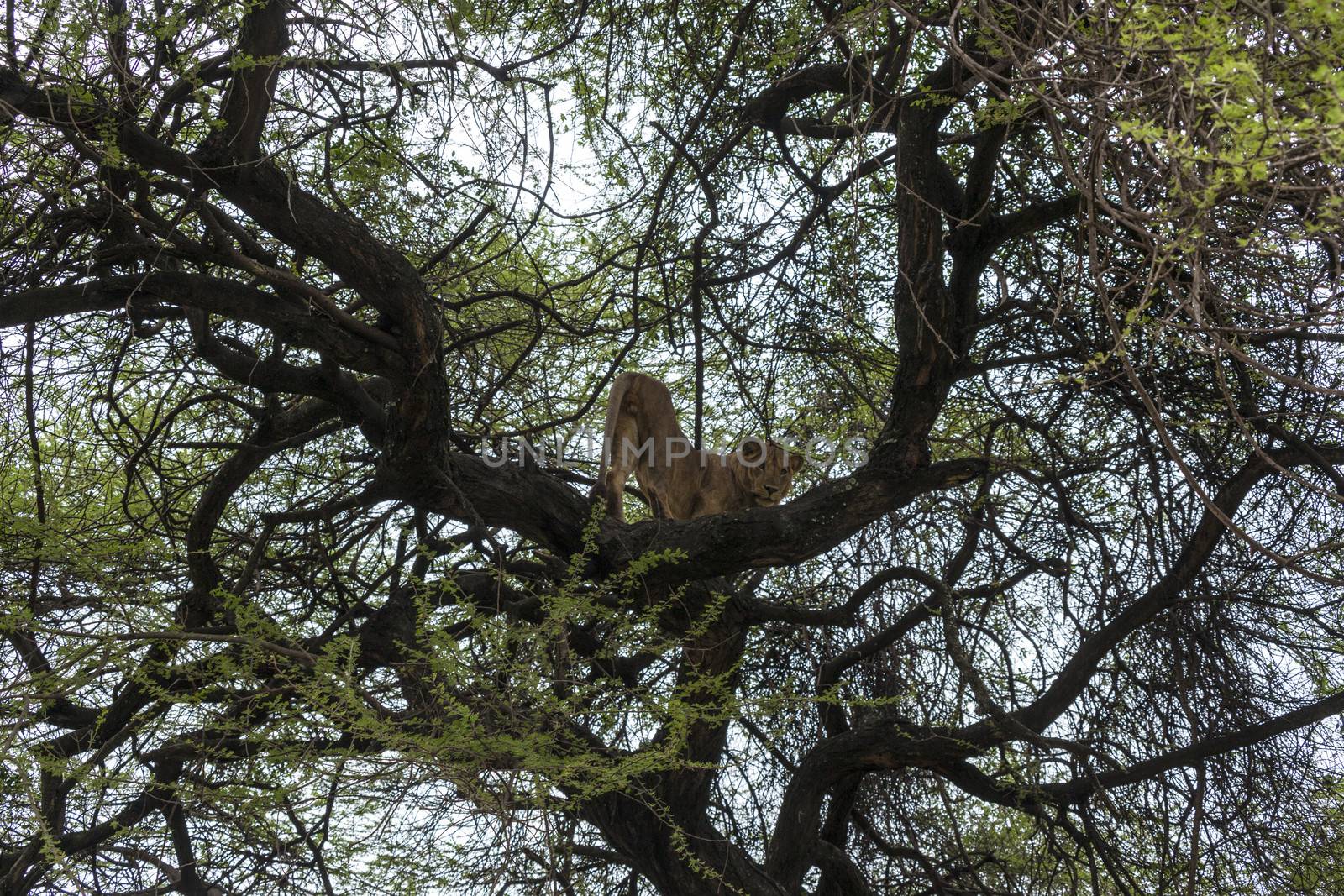 Lion resting on a branch in a tree watching the surroundings.