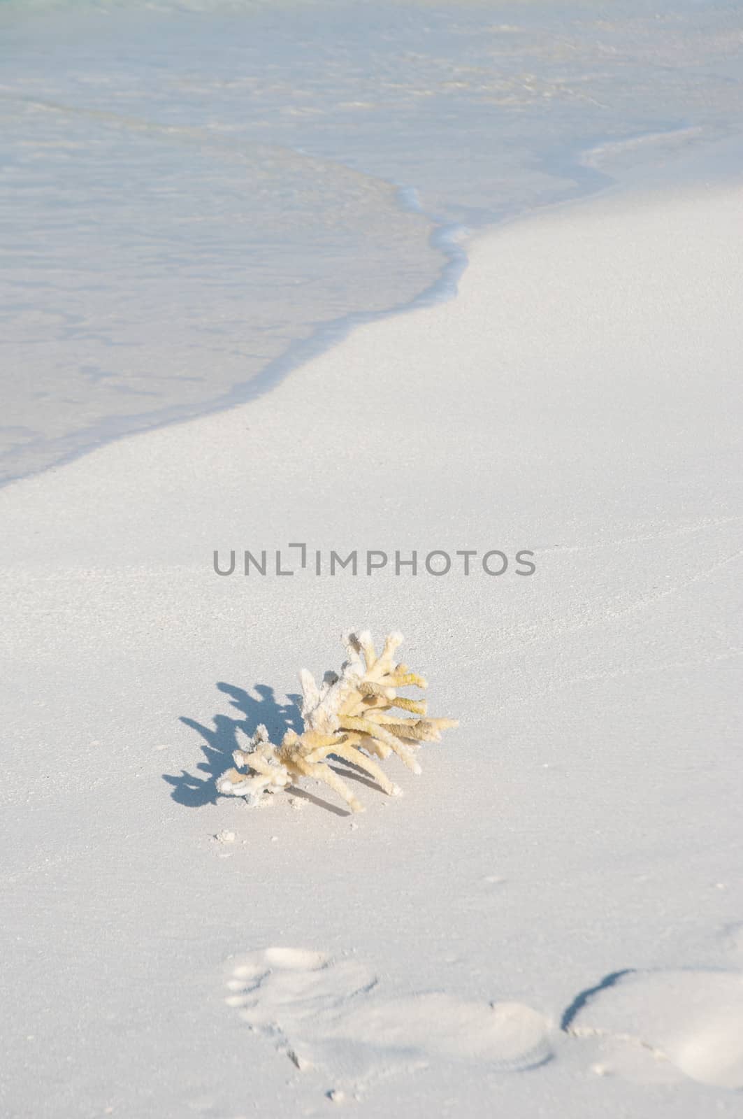 coral on a beach, Maldives