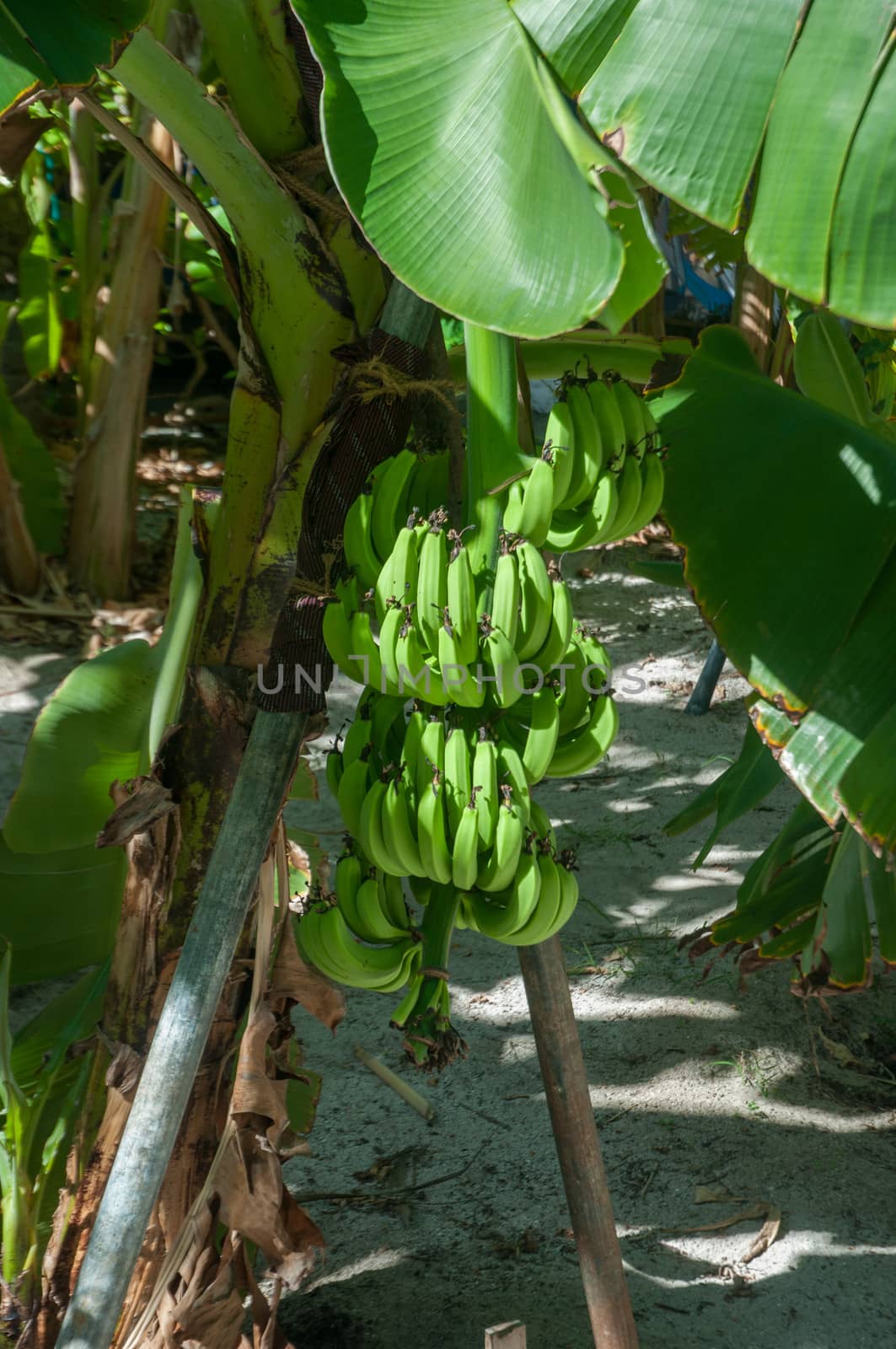 a banana tree