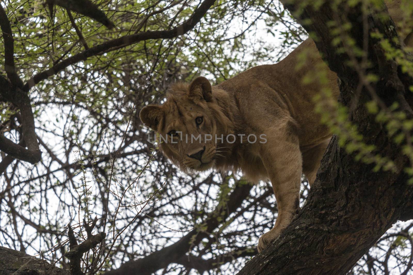 Lion resting on a branch in a tree watching the surroundings.