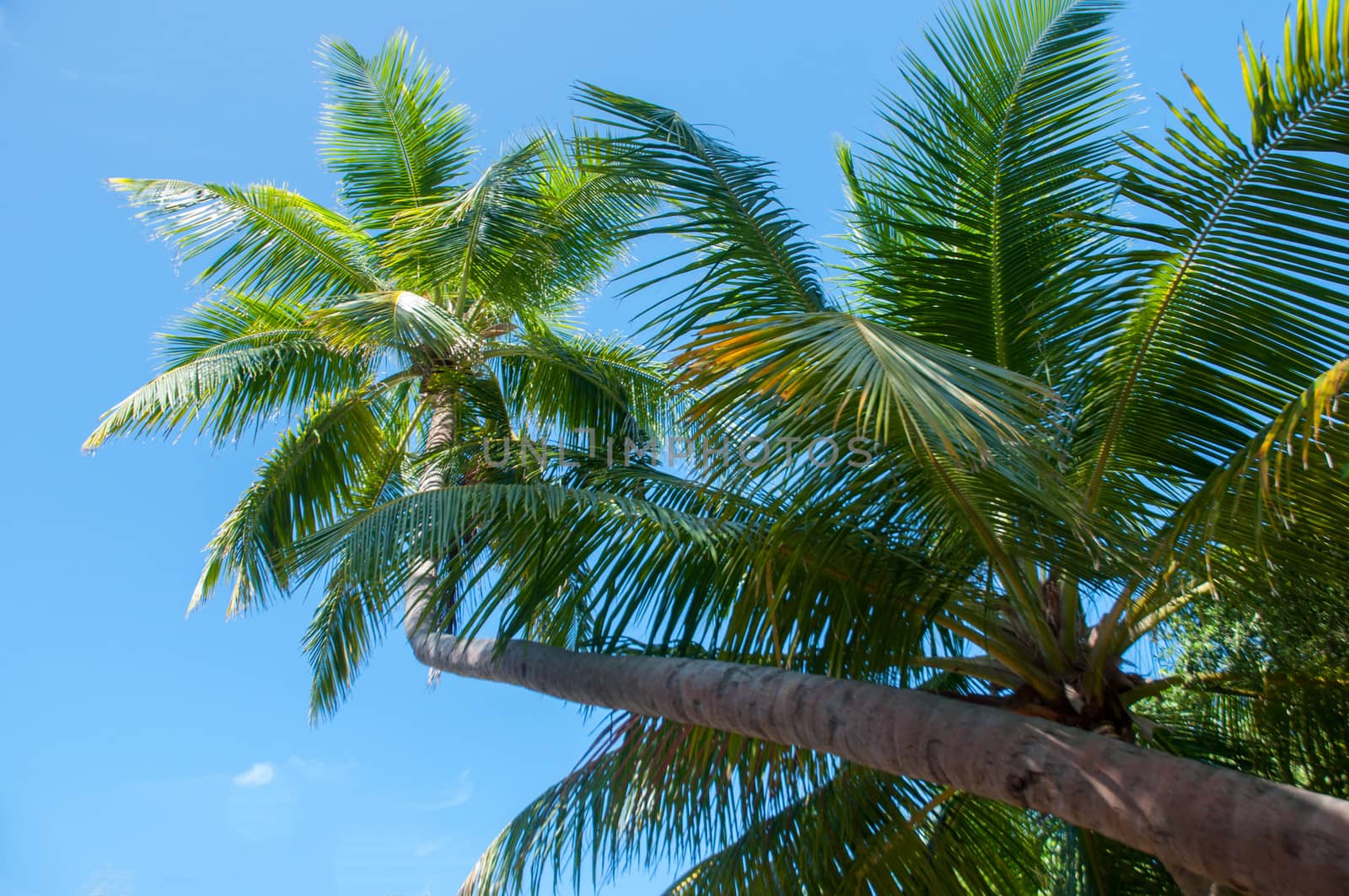 the coconut tree
