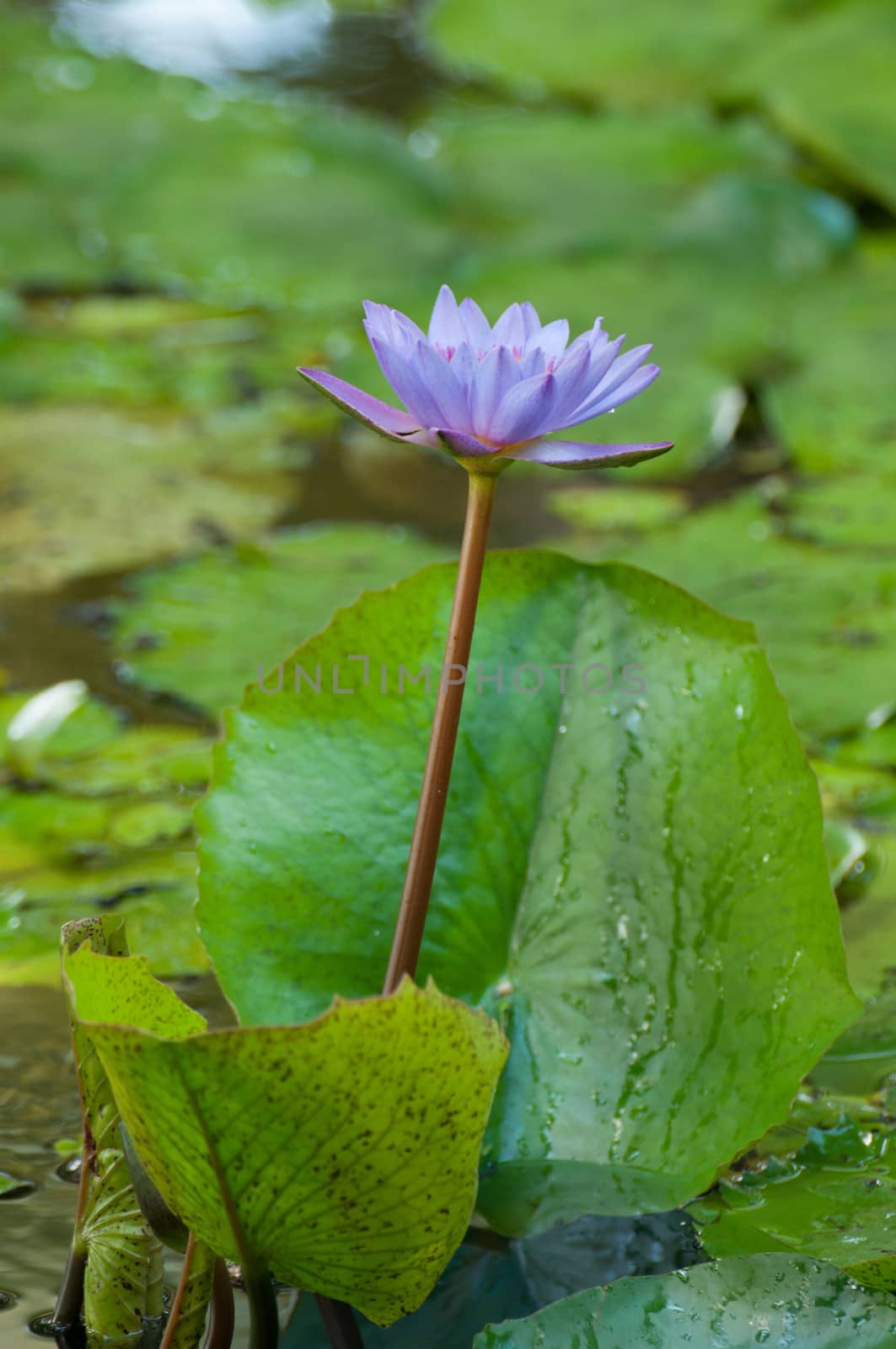 a violet lotus