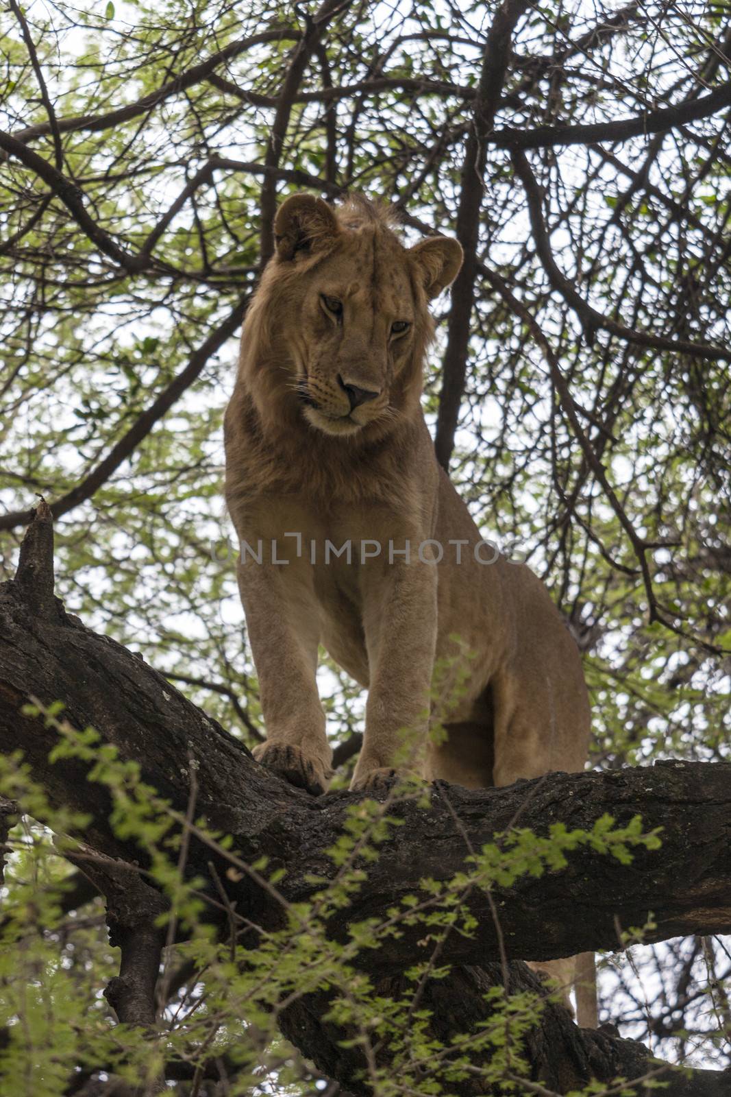 Lions in Serengeti Nat. Park.
