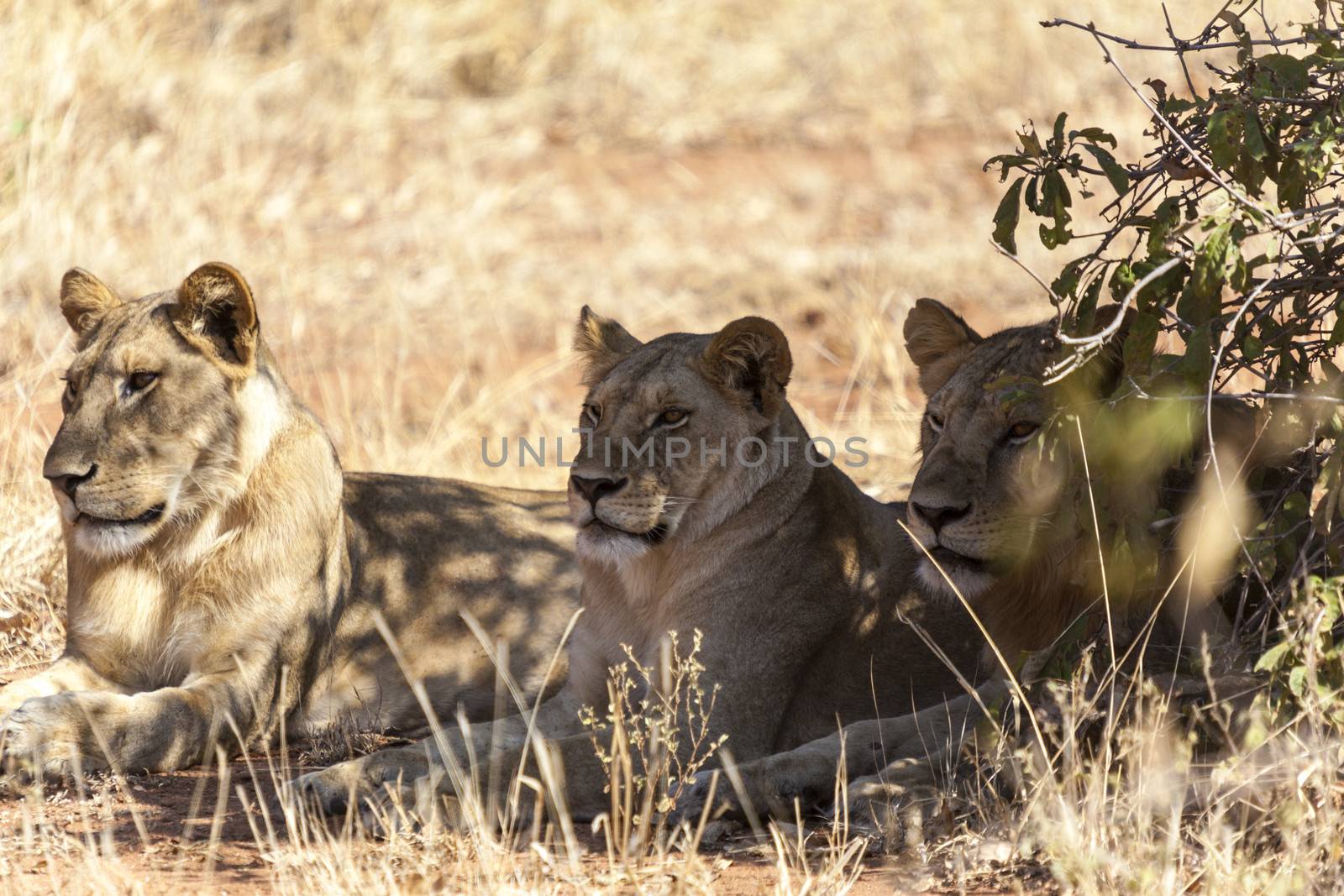 Lions in Serengeti Nat. Park.