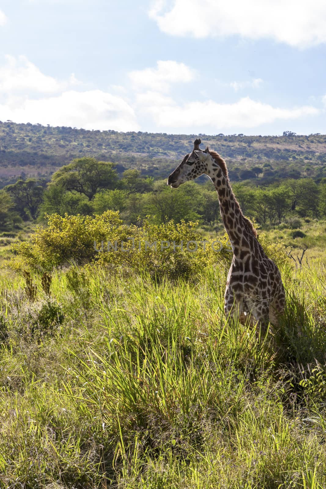 Beautiful African landscape with a giraffe