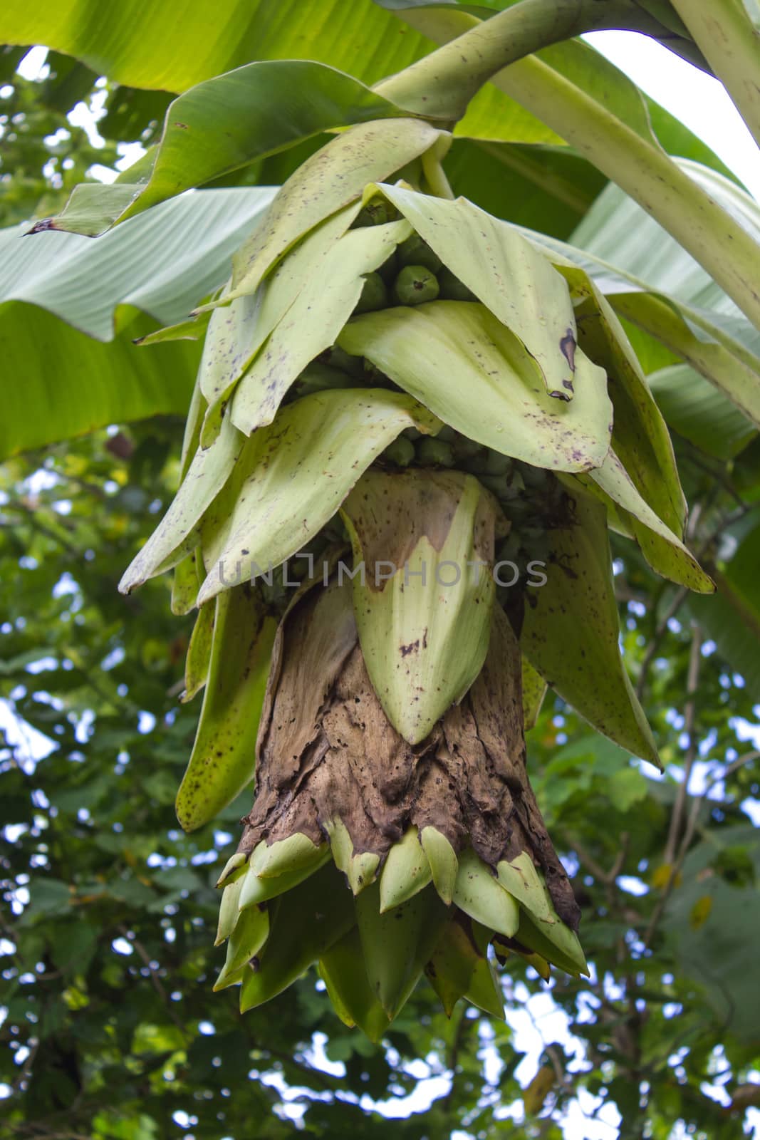 young banana tree with bananas by sutipp11