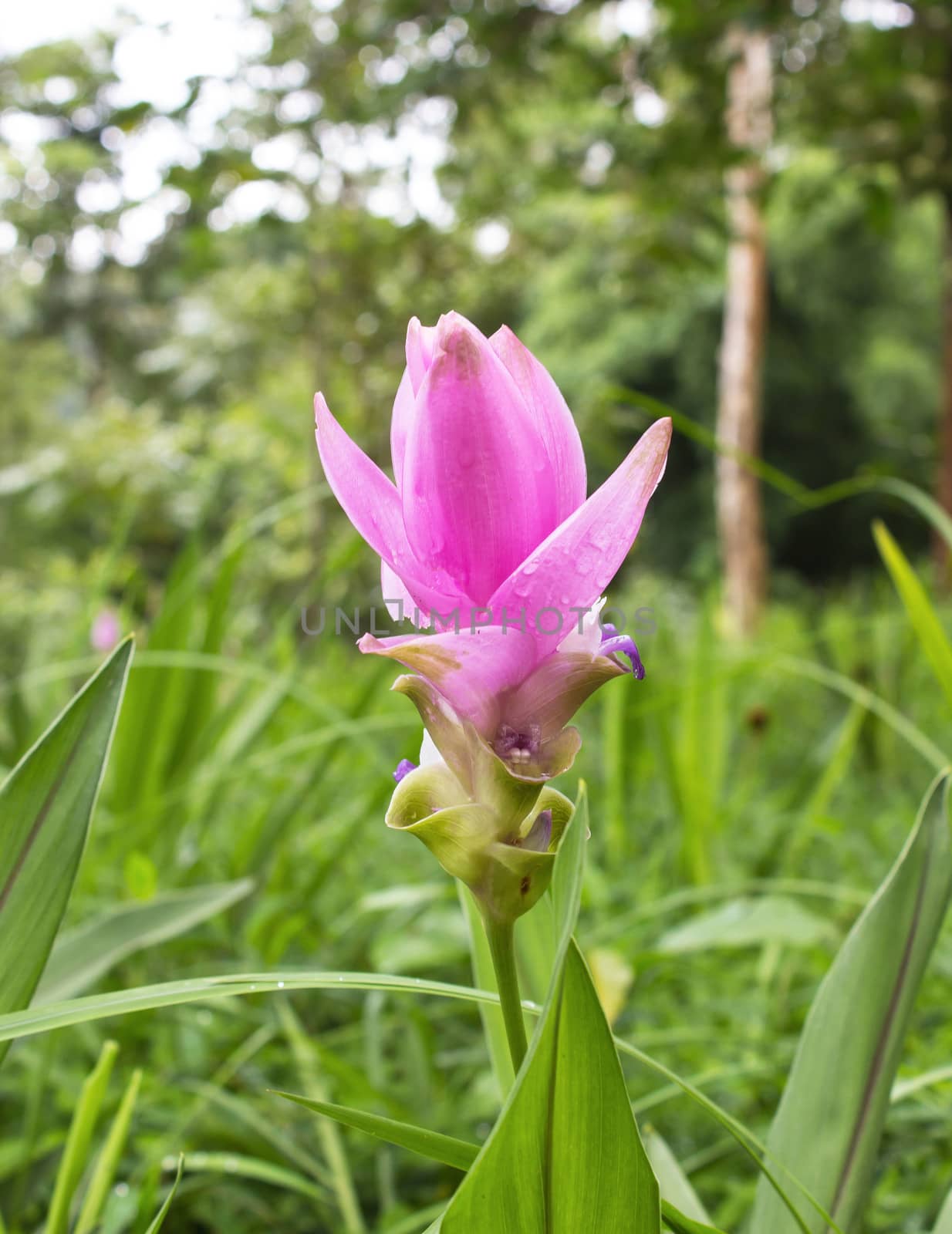 pink  Flower in the garden by sutipp11