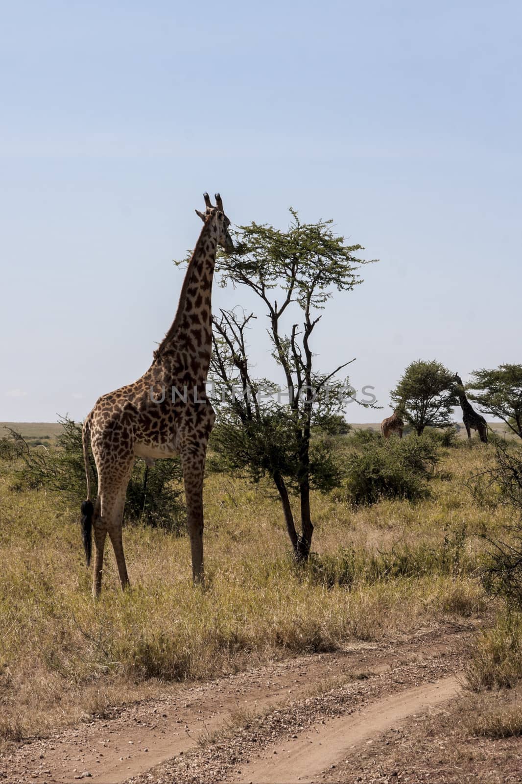Tall Giraffe by Imagecom