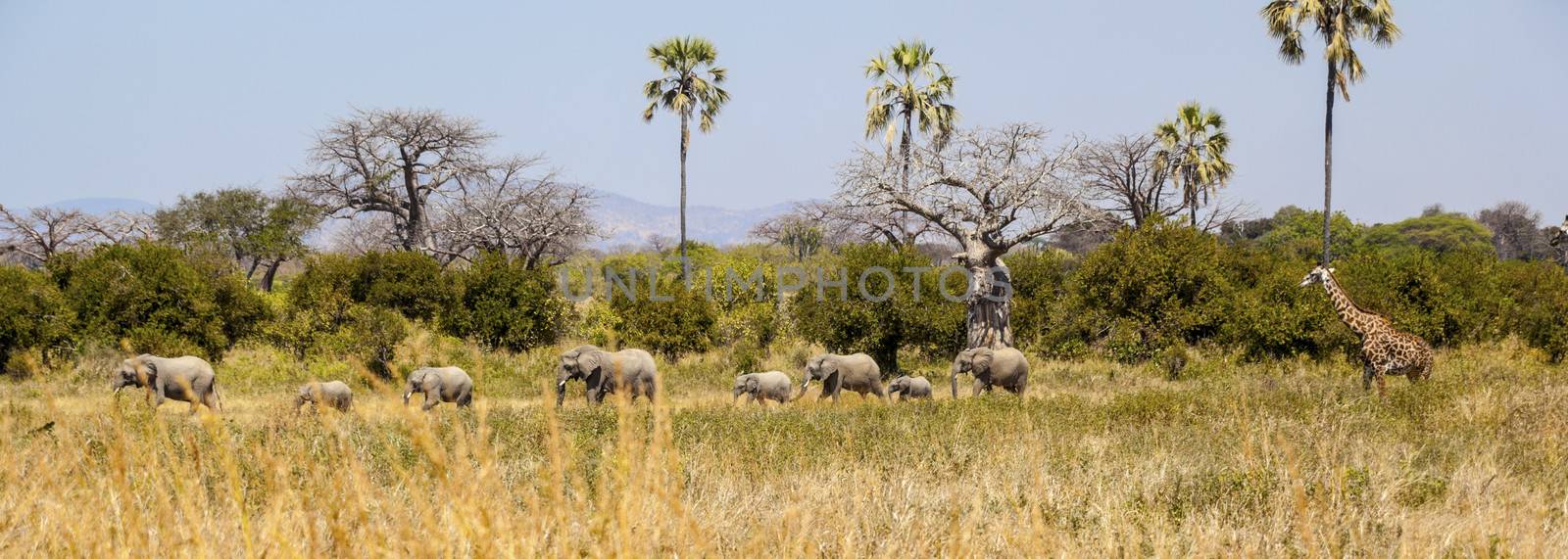 A herd of African elephants walking behind each other