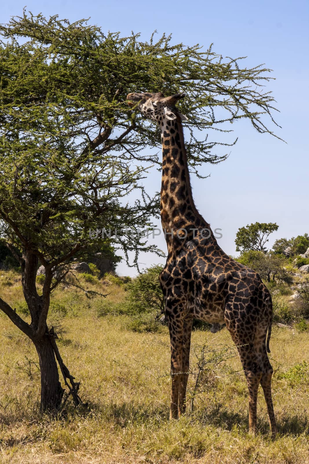 Grazing giraffe in the wilderness of Tanzania