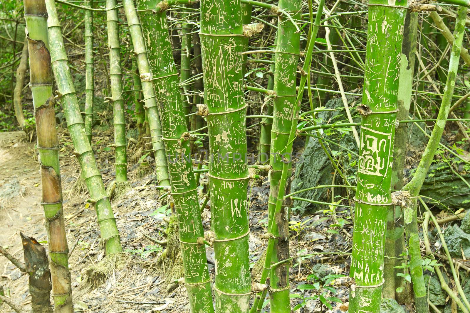 Naughtily arts on bamboo in the natural forest