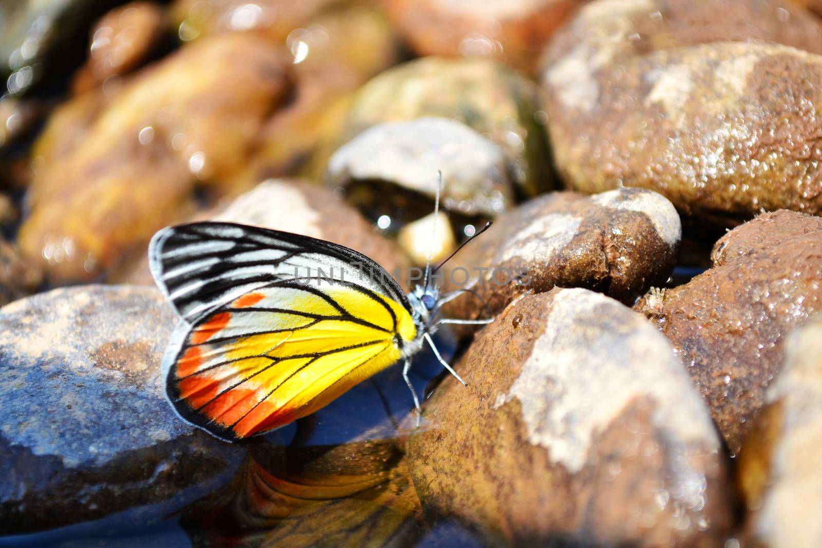 butterfly at the river.Beautiful butterfly wings.