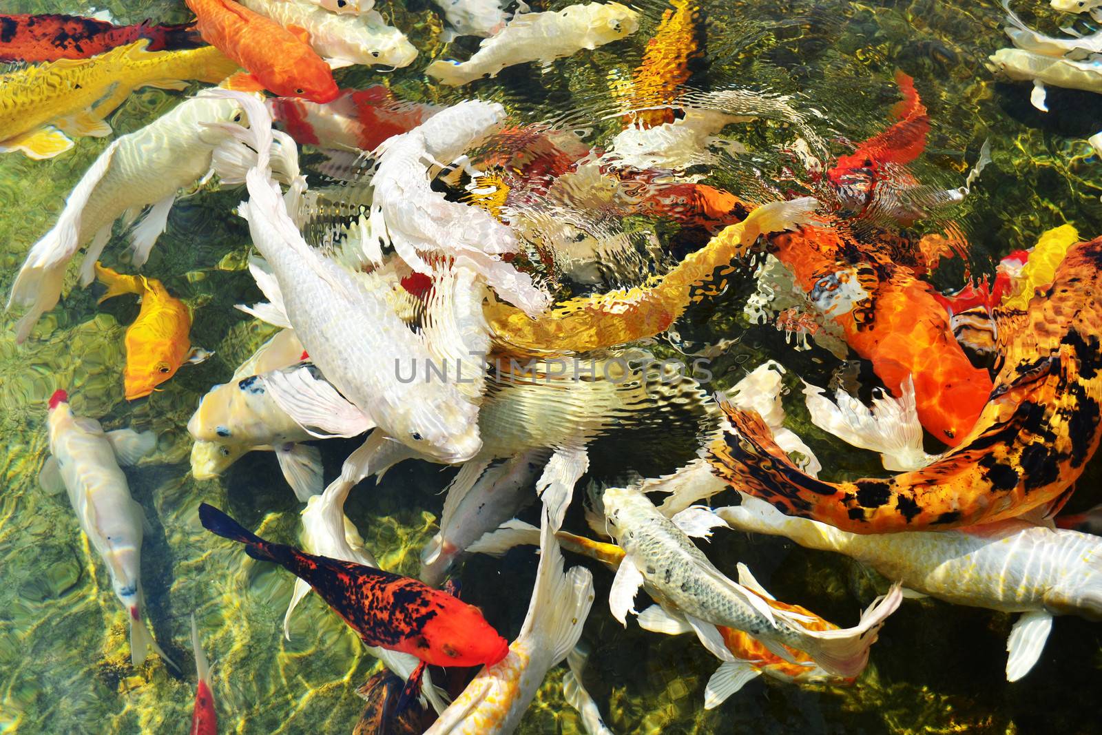 Koi is ornamental domesticated variety of Cyprinus carpio, developed in Japan.