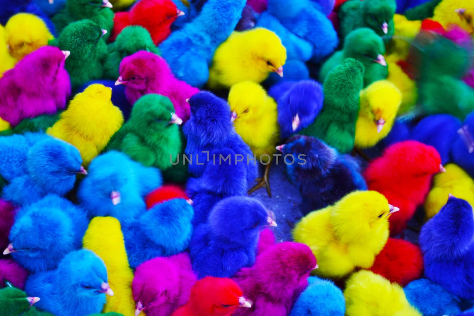 Colorful chicks. by apichart