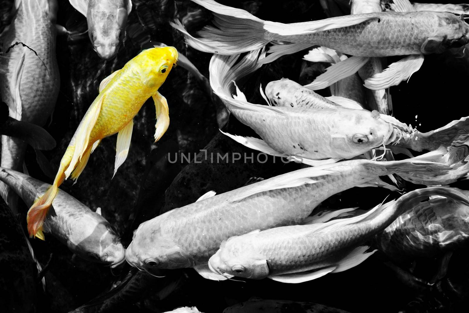 gold koi fish, Cyprinus Carpio by apichart