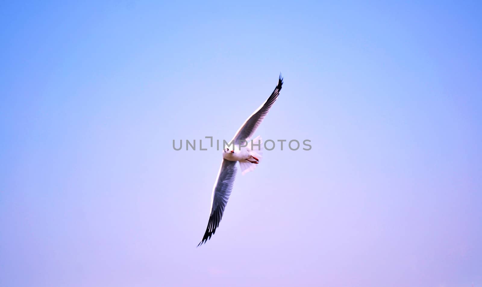 Seagull flying on the blue sky. by apichart