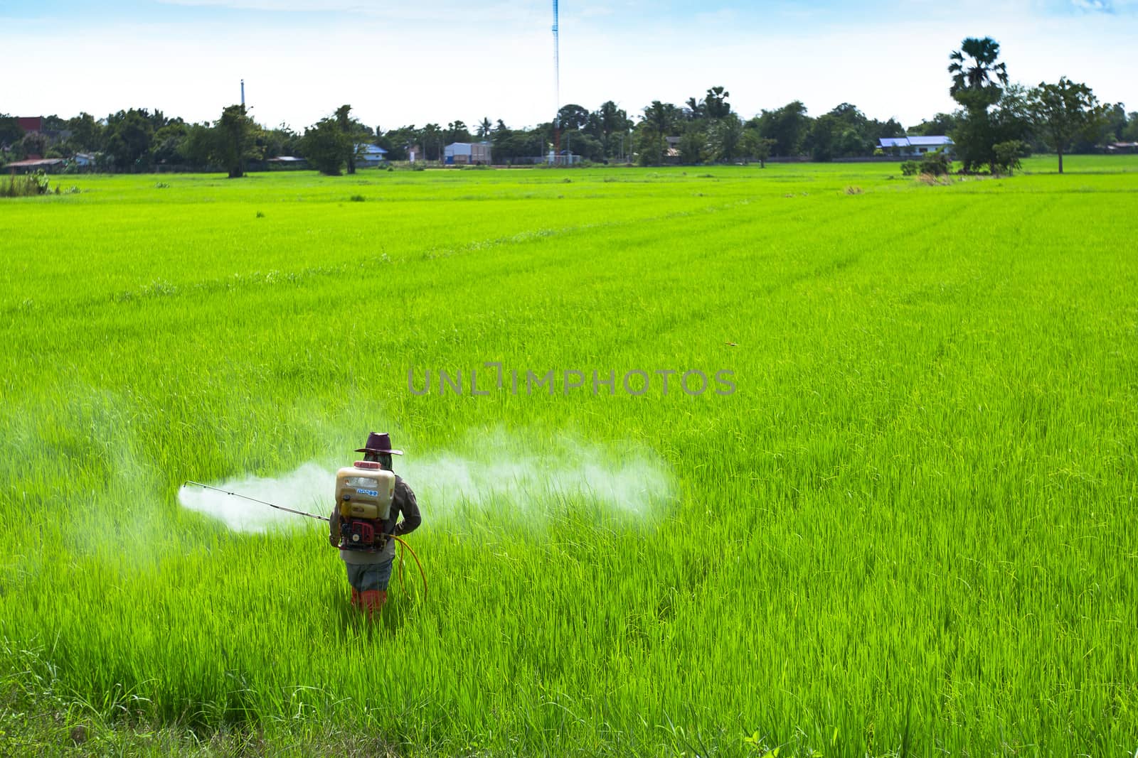 Rice field, the main agriculture of Thailand