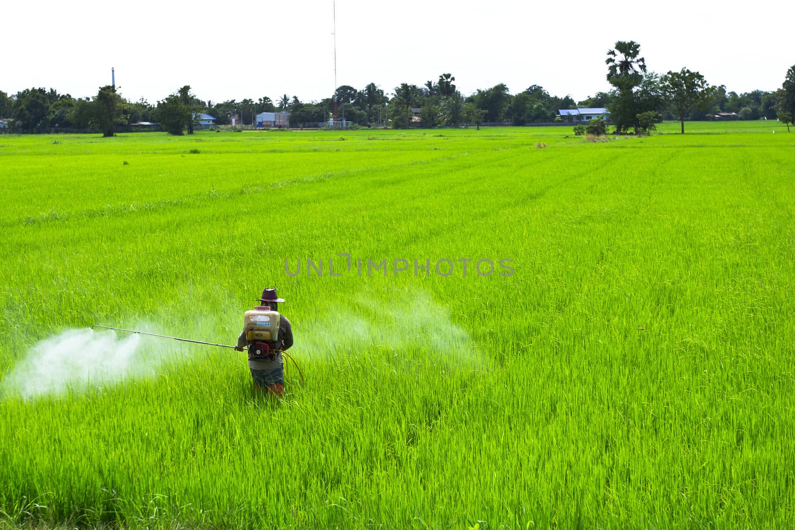 Rice field by narinbg