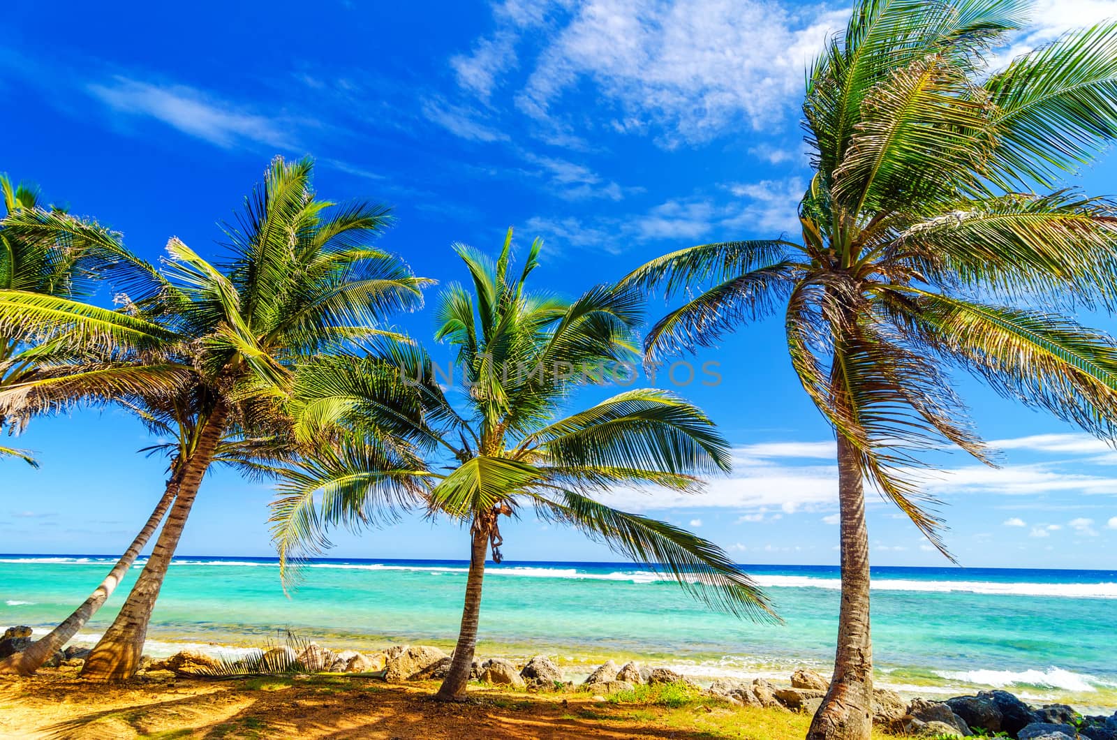 Palm trees on turquoise sea on the coast of San Andres y Providencia, Colombia