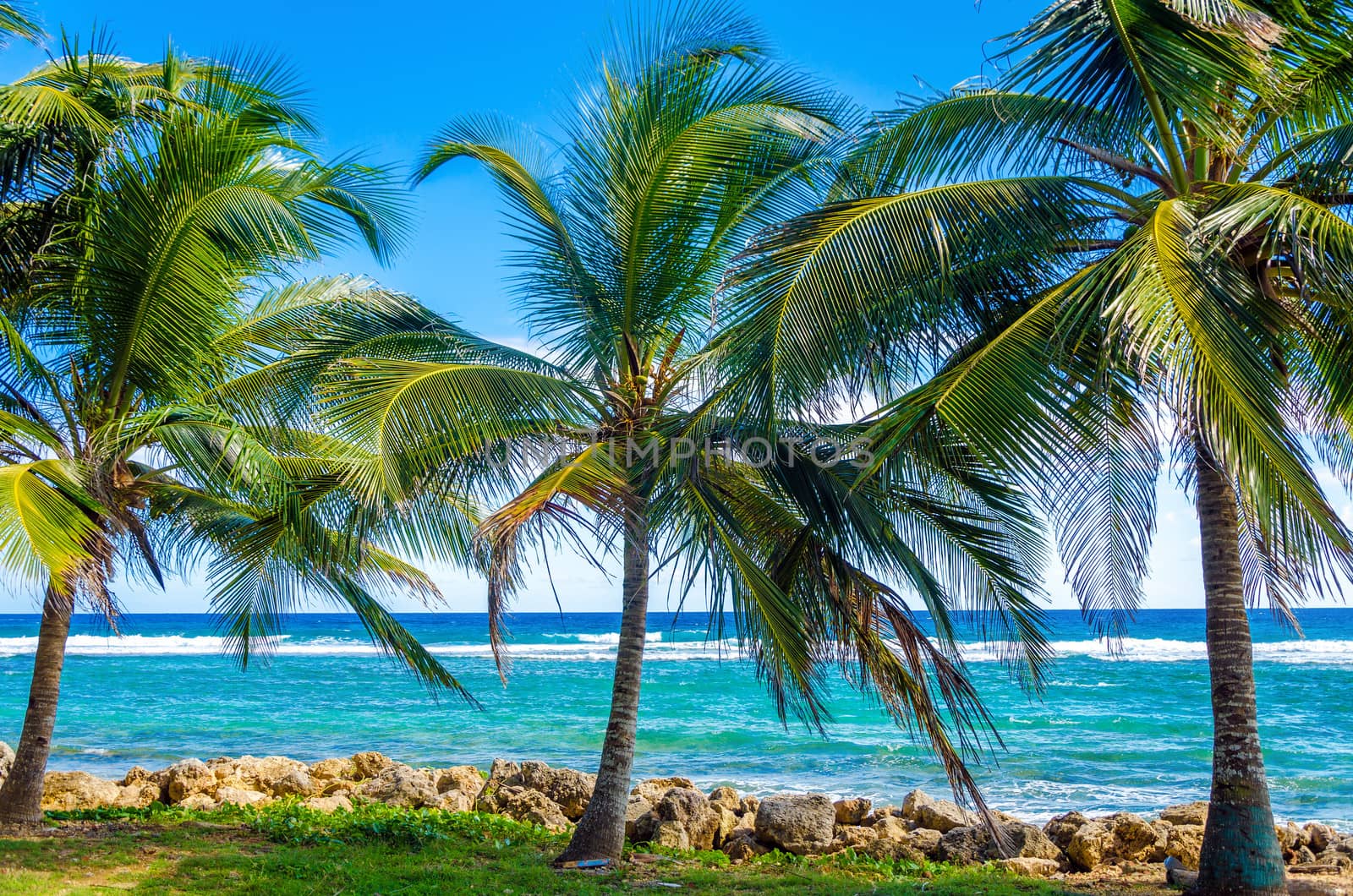Palms trees on Caribbean Sea on the shore of San Andres y Providencia, Colombia