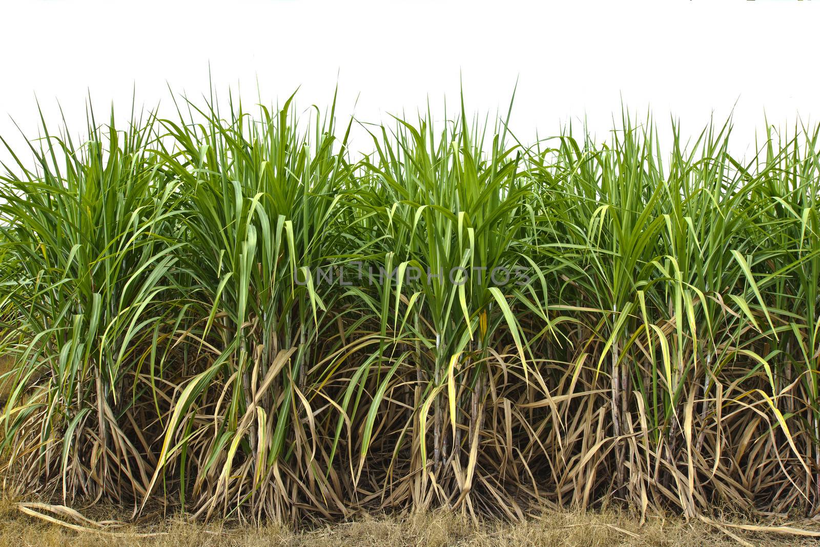 Sugarcane in farm with white background in Thailand