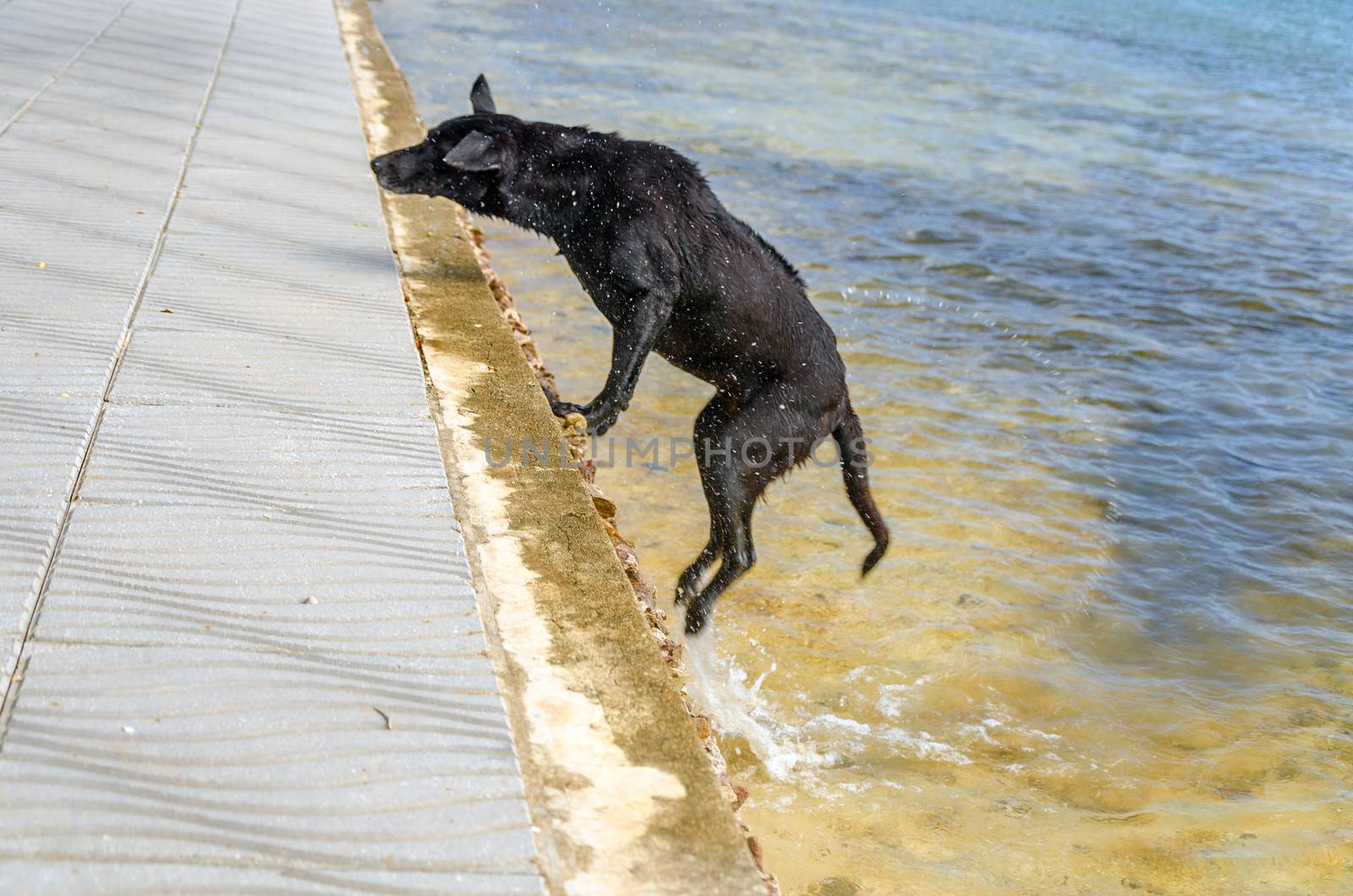 Dog jumping out of the Caribbean Sea onto a boardwalk on San Andres y Providencia, Colombia