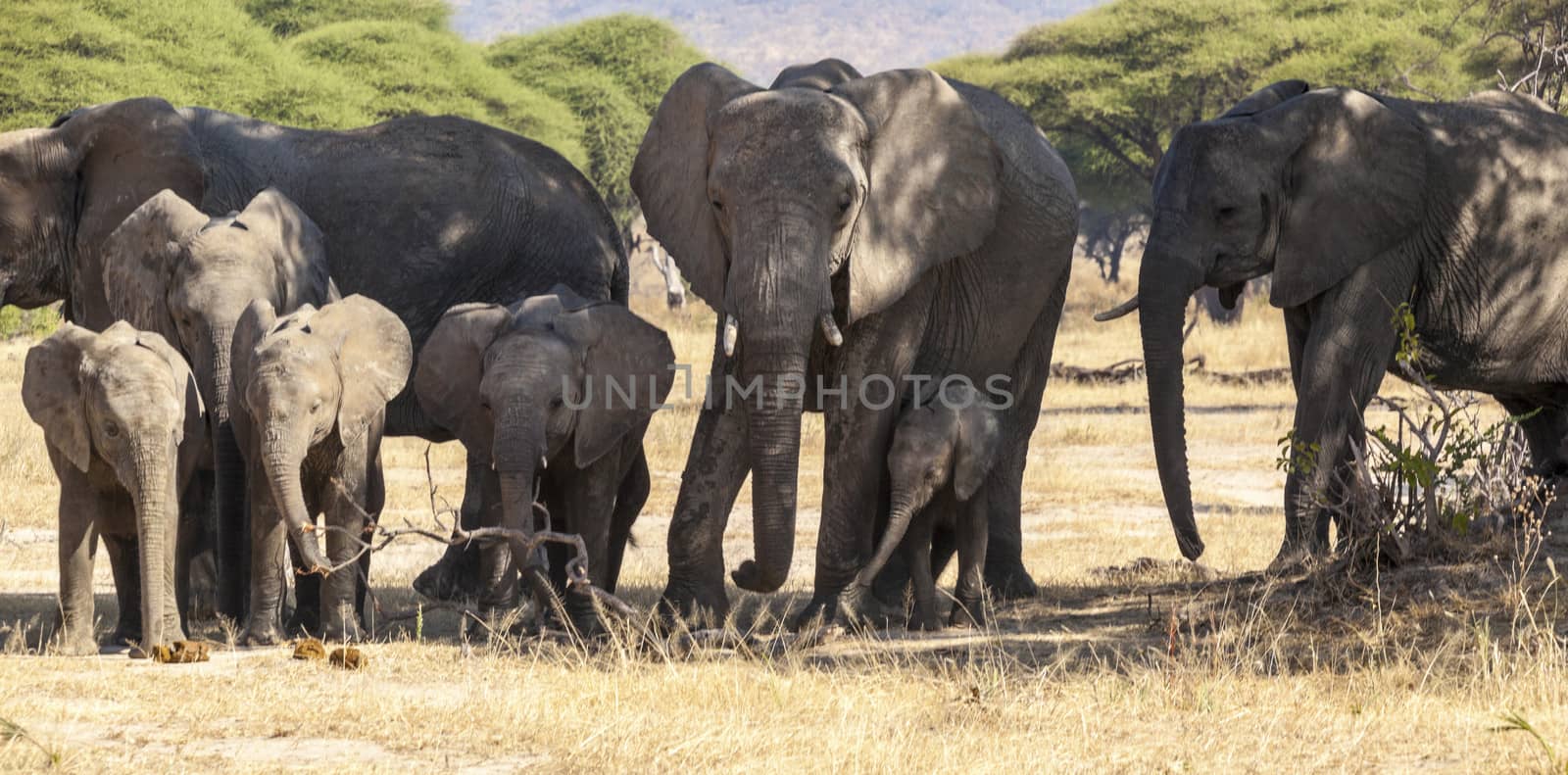 African Family in Tanzanian National Parks