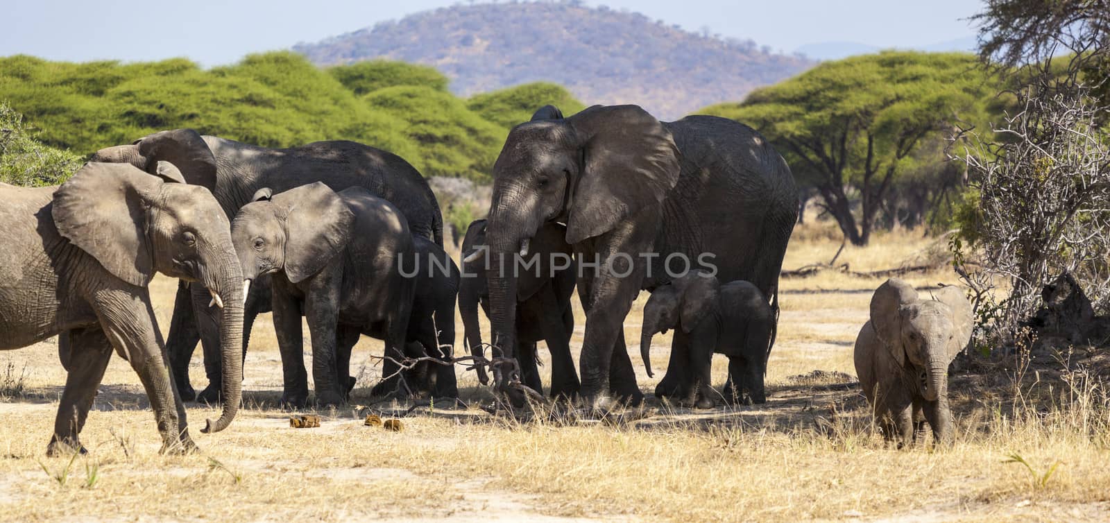 Elephants by Imagecom