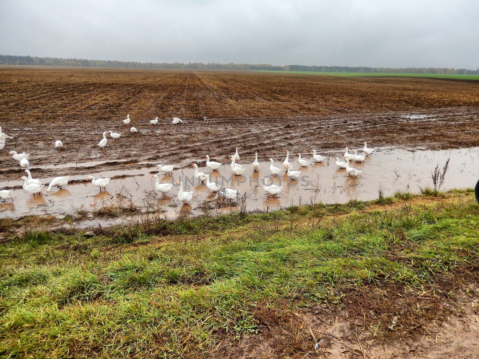 A flock of domestic geese on the field