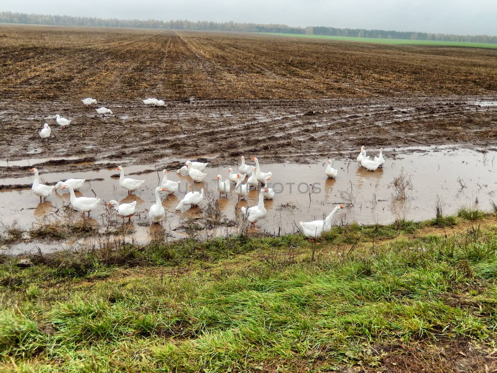 A flock of domestic geese on the field