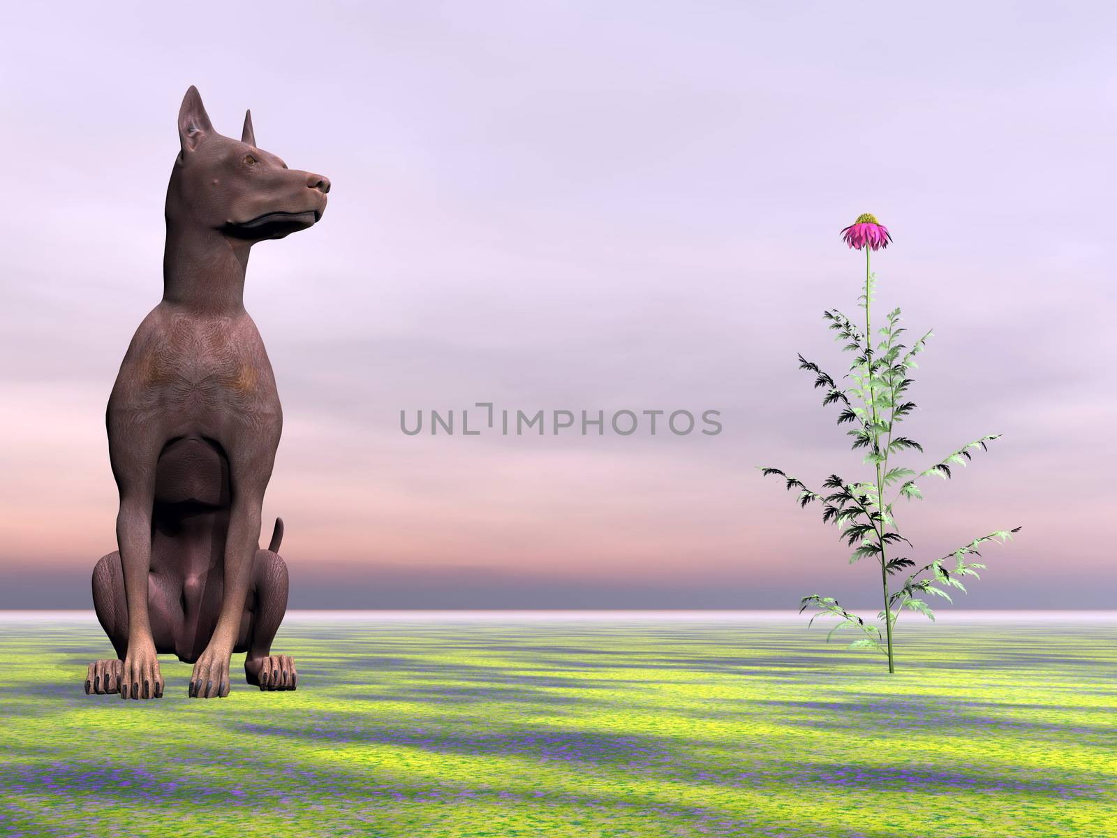 Quiet brown doberman dog sitting on grass next to beautiful red flower