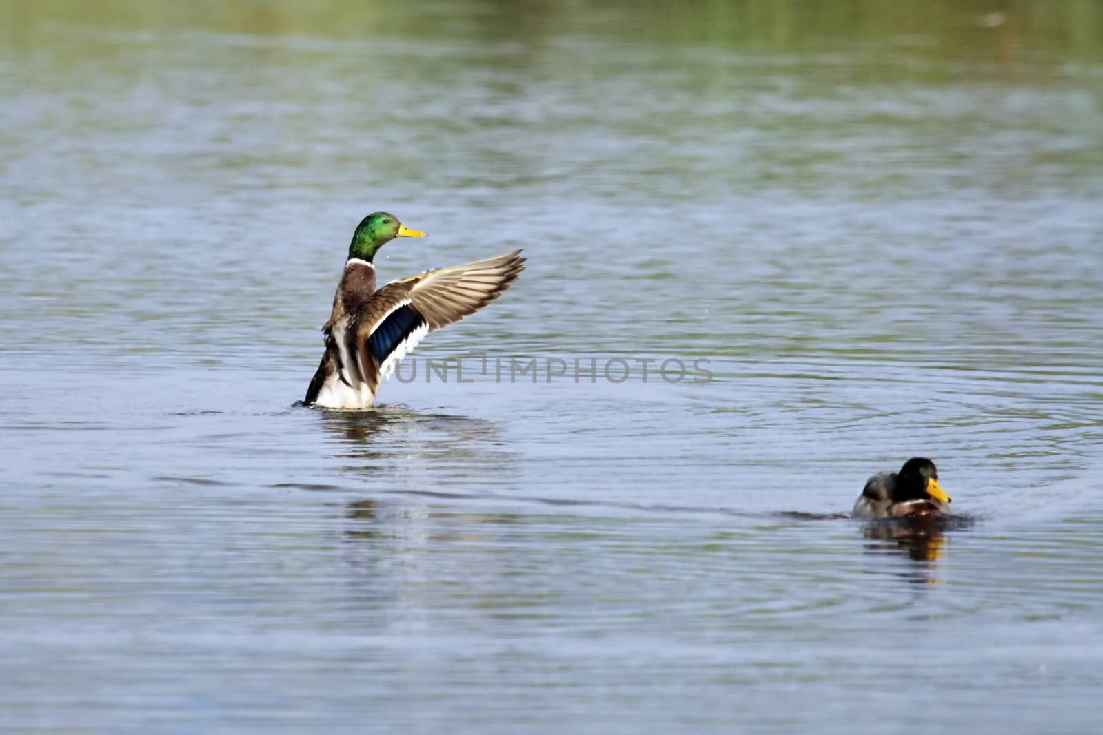 Male mallard duck shaking wings while in the water pond