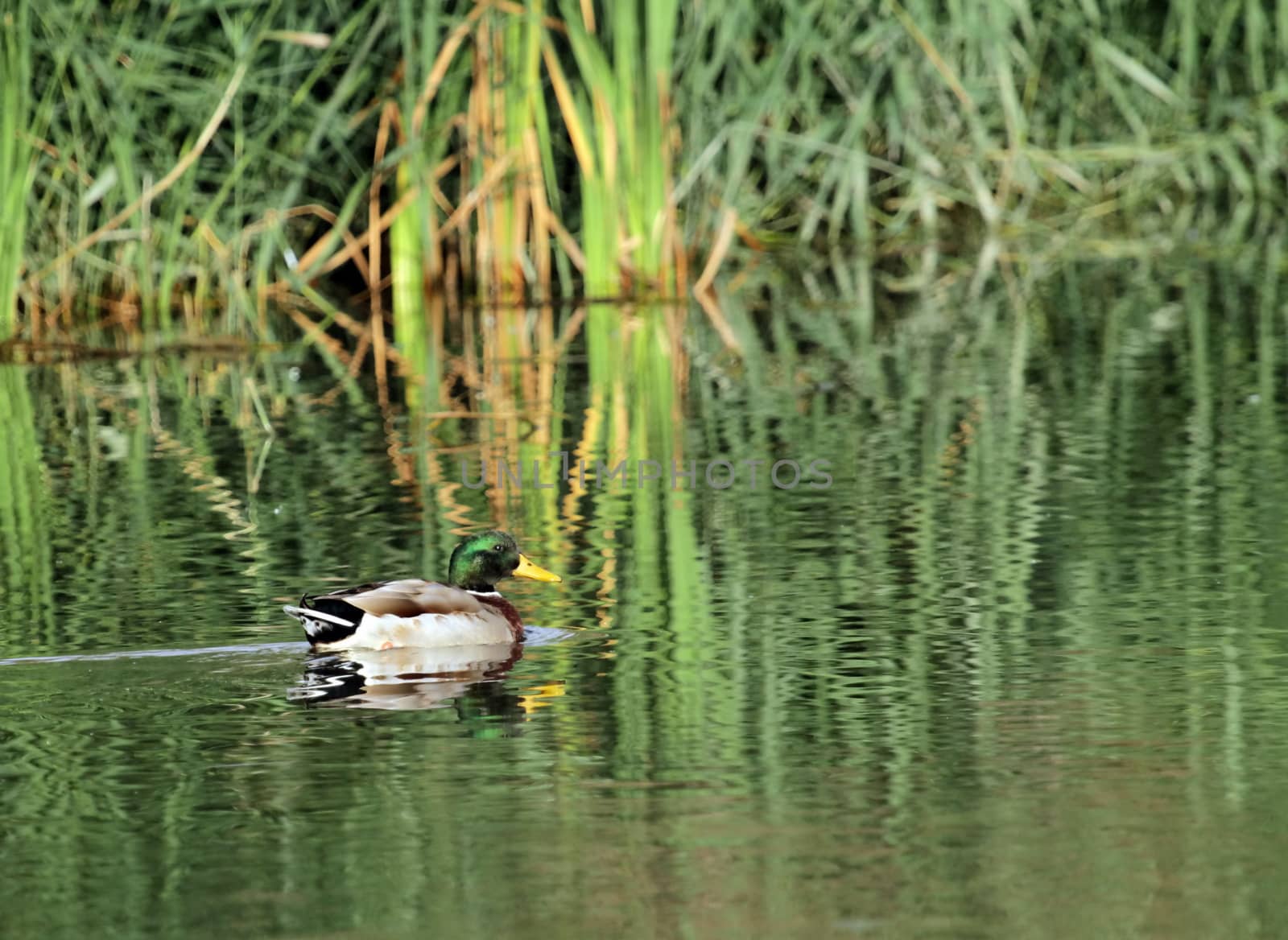 Group of mallard duck floating quietly on the water pond