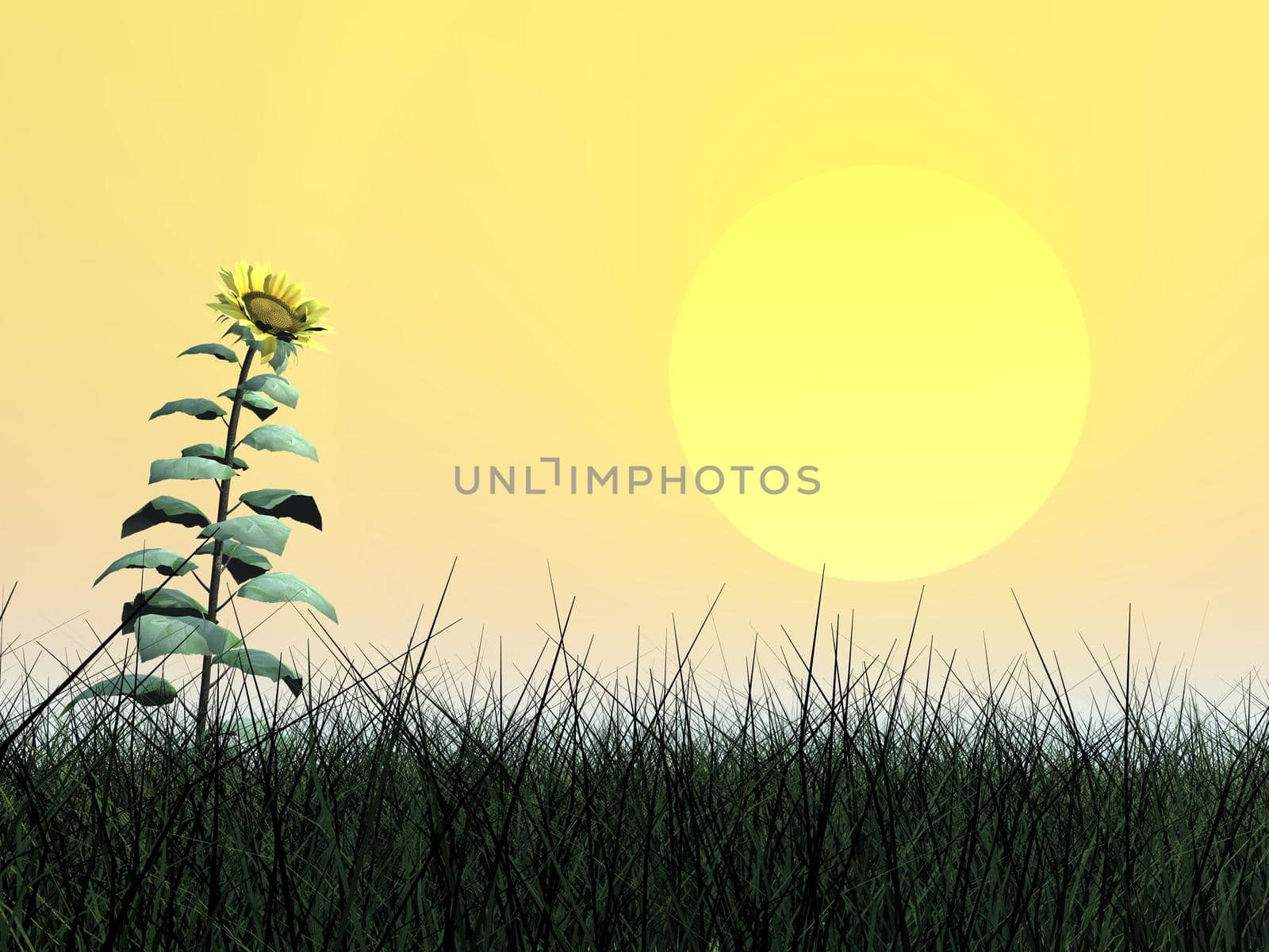 One sunflower standing out of the grass looking at big sun