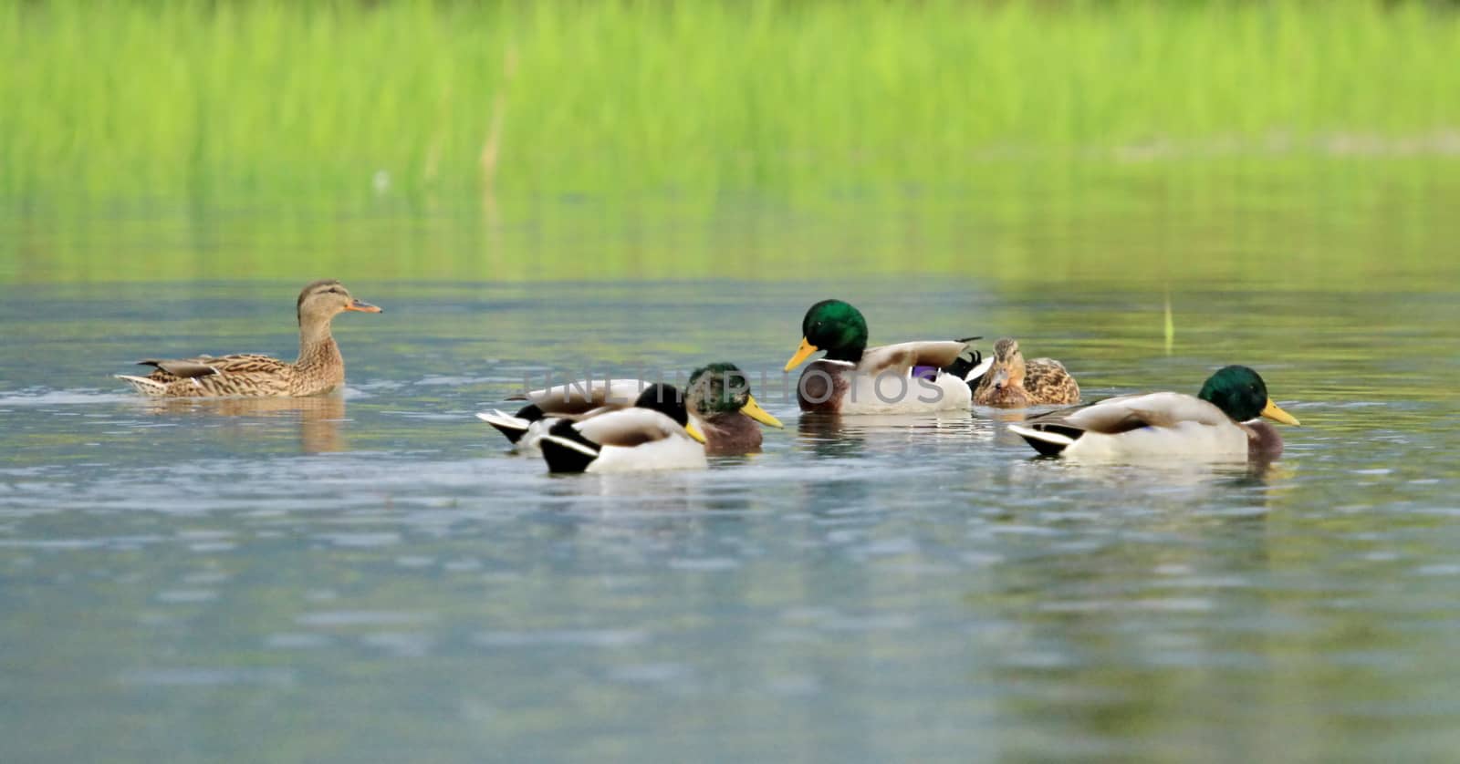 Mallard ducks on a pond by Elenaphotos21