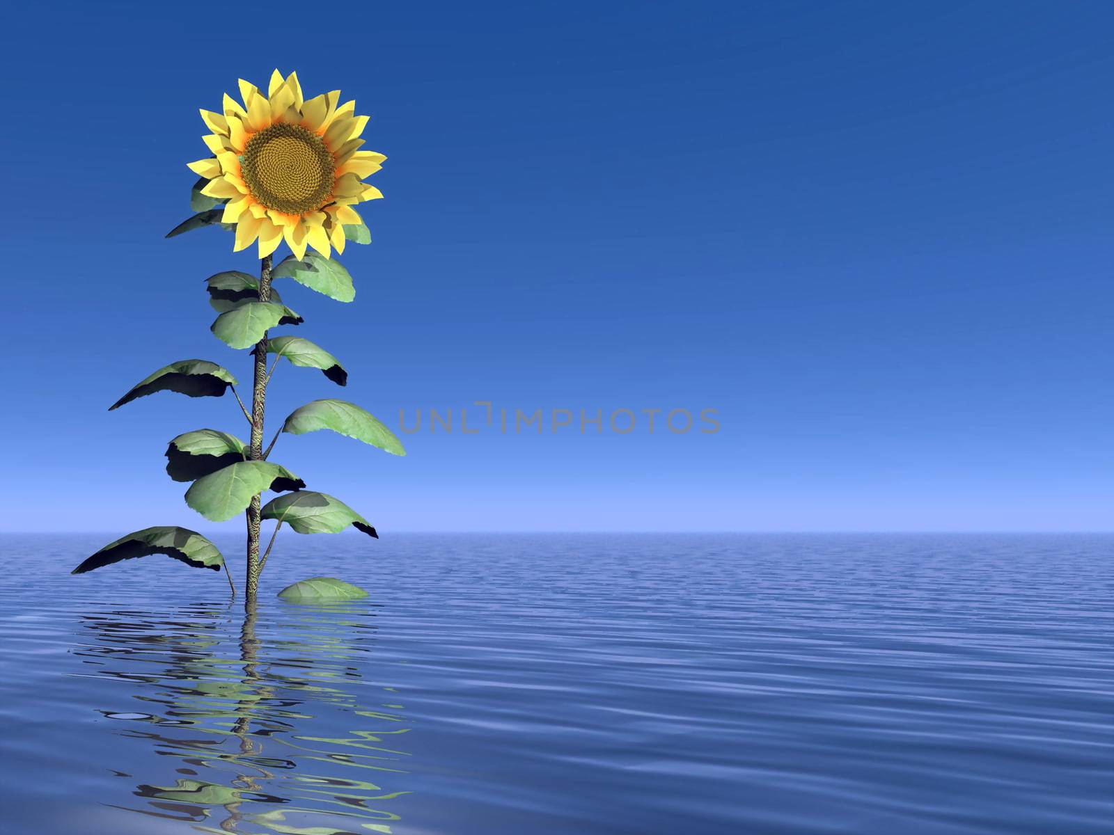 Close up on one sunflower standing out of the water in deep blue background