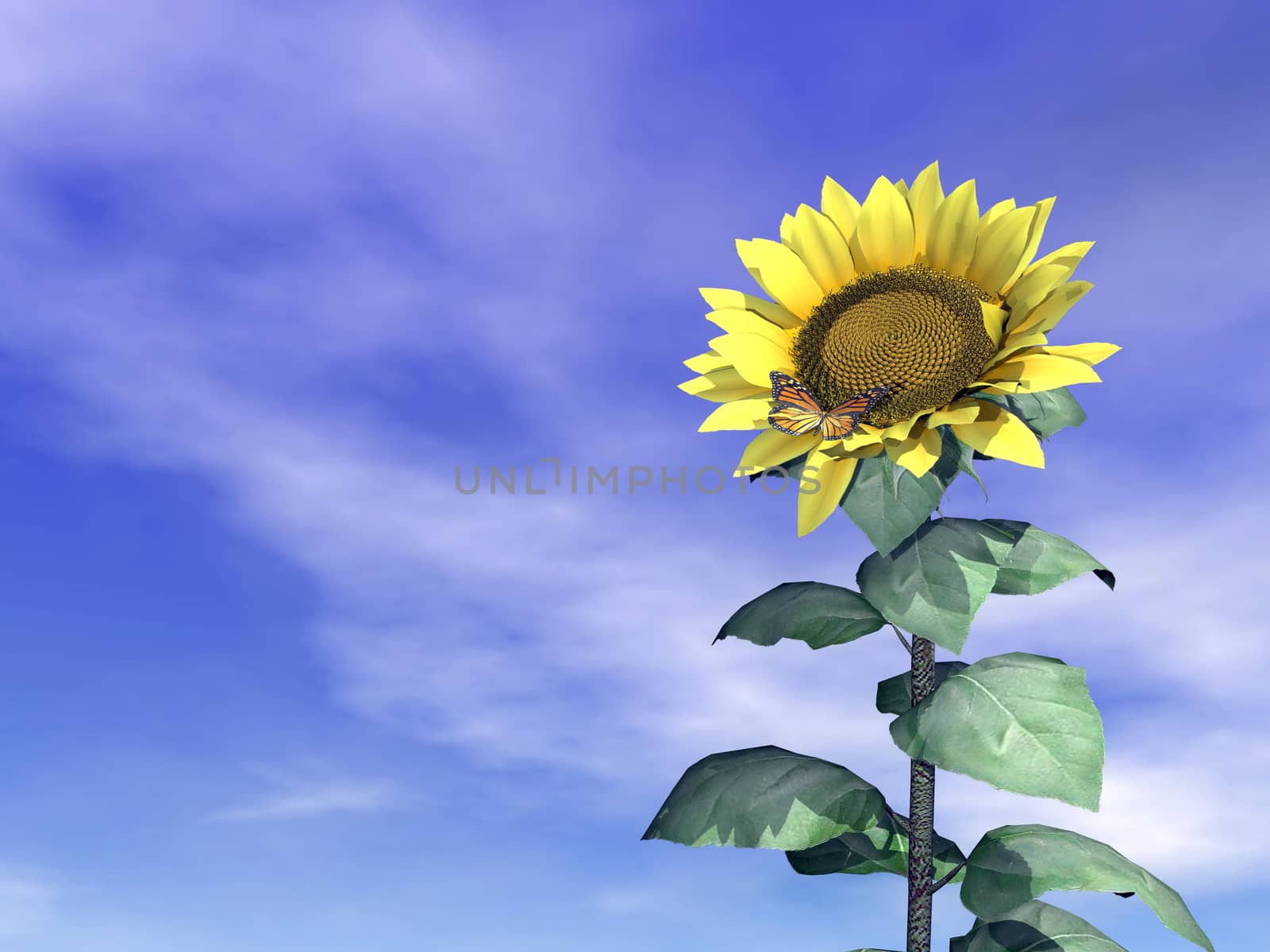 Close up on one sunflower standing in blue cloudy sky