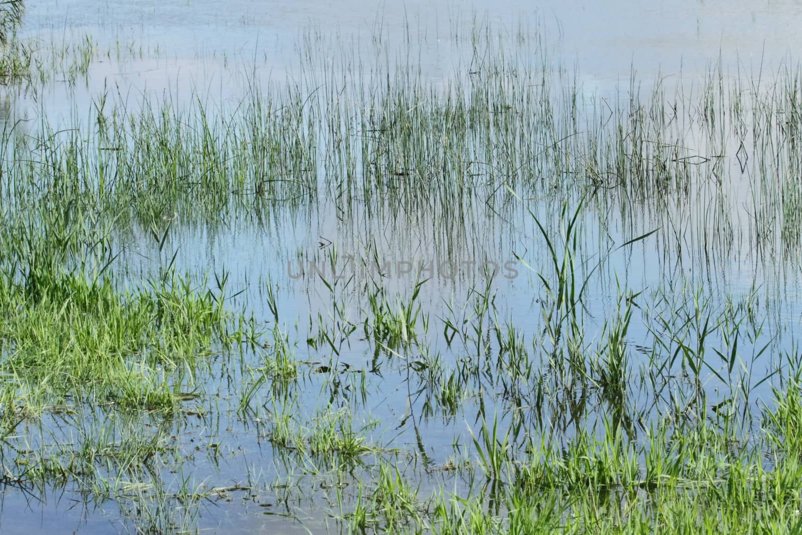 Close up on green grass and water pond