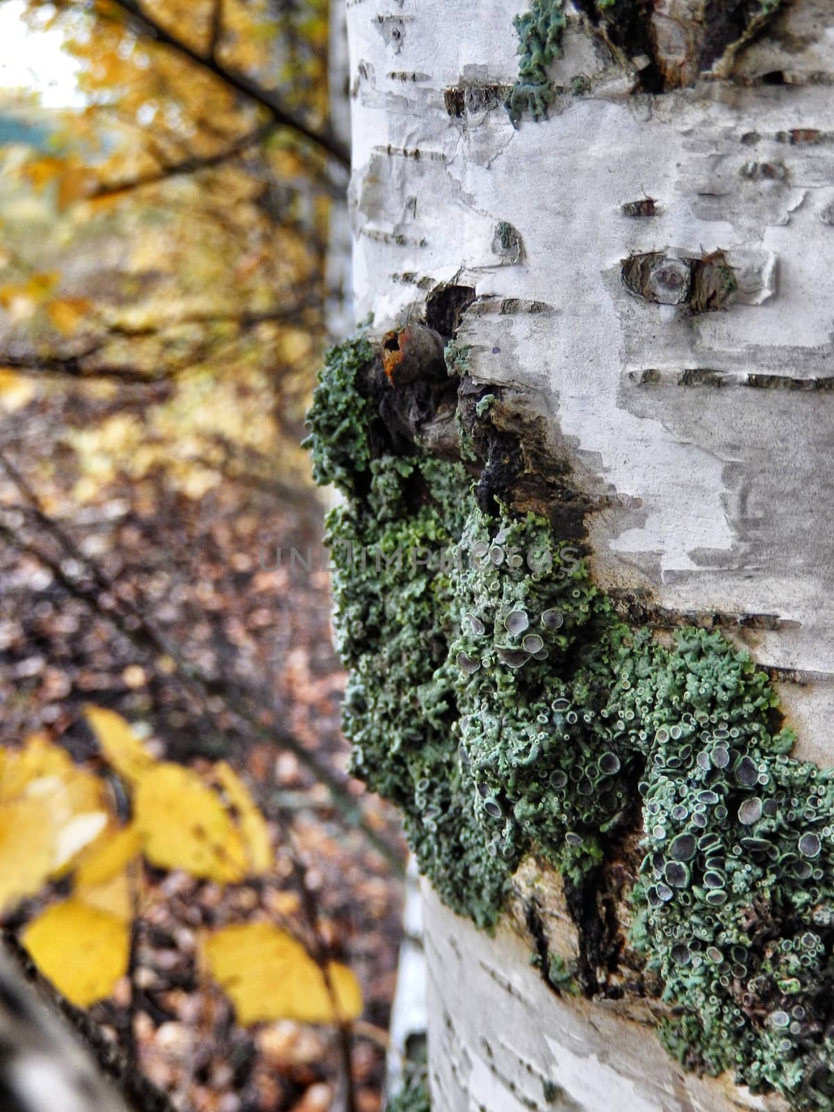 moss growing on birch.