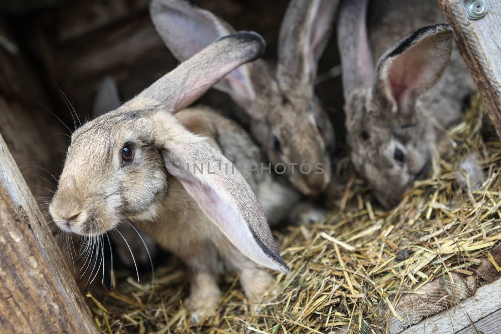 Rabbits in a wooden hutch.