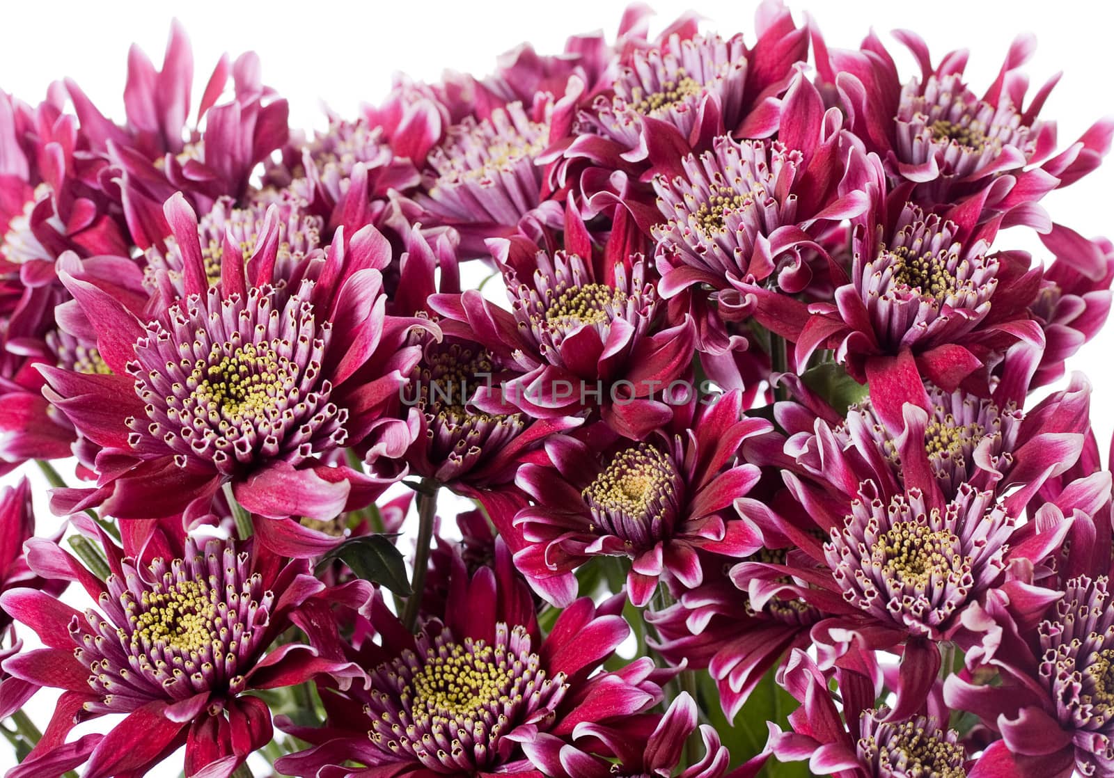 Red and white chrysanthemum bouquet isolated on white