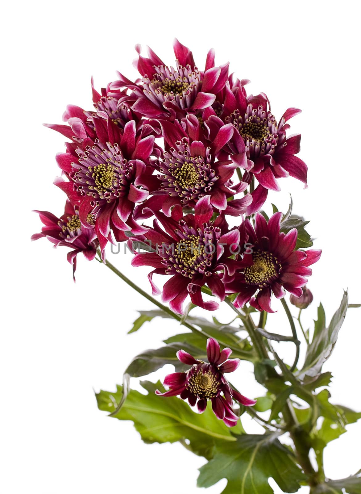 Chrysanthemum - flower on white background